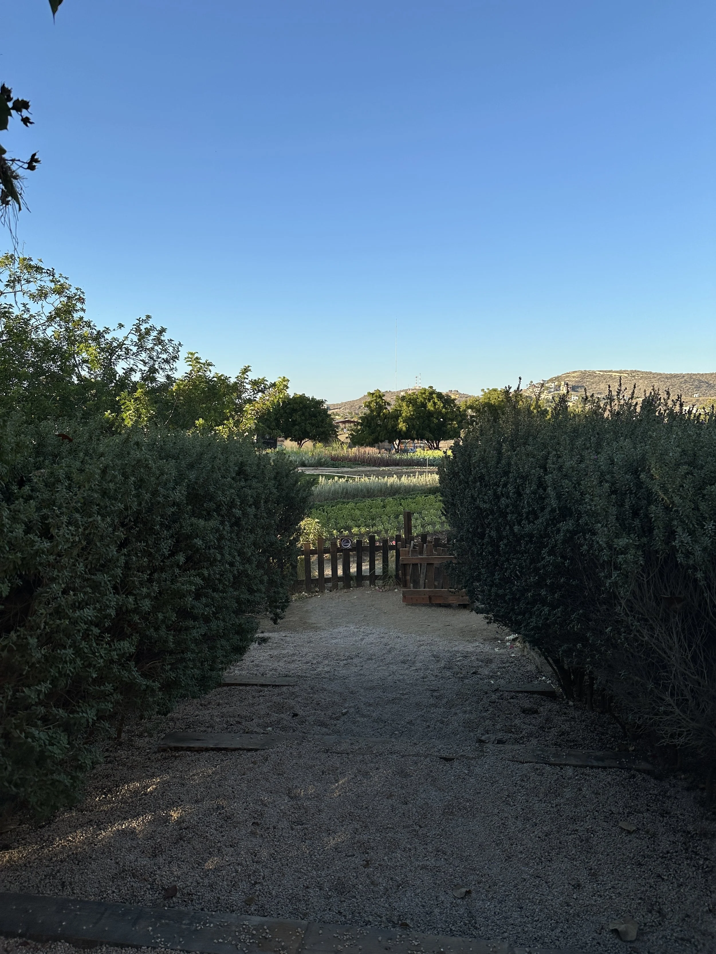 IMG_4366.jpeg