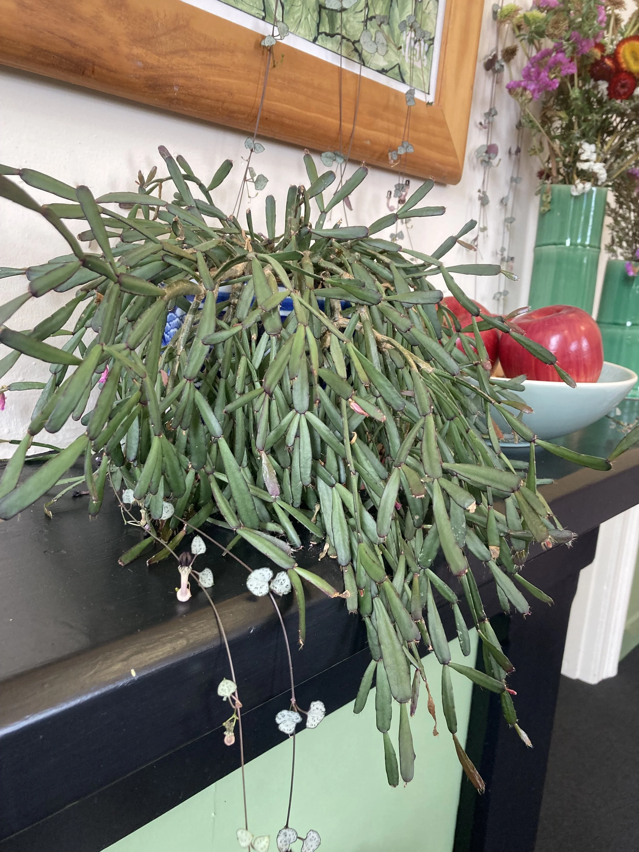 Trailing succulent plant on a black table with a bowl of apples and vases of flowers in the background.