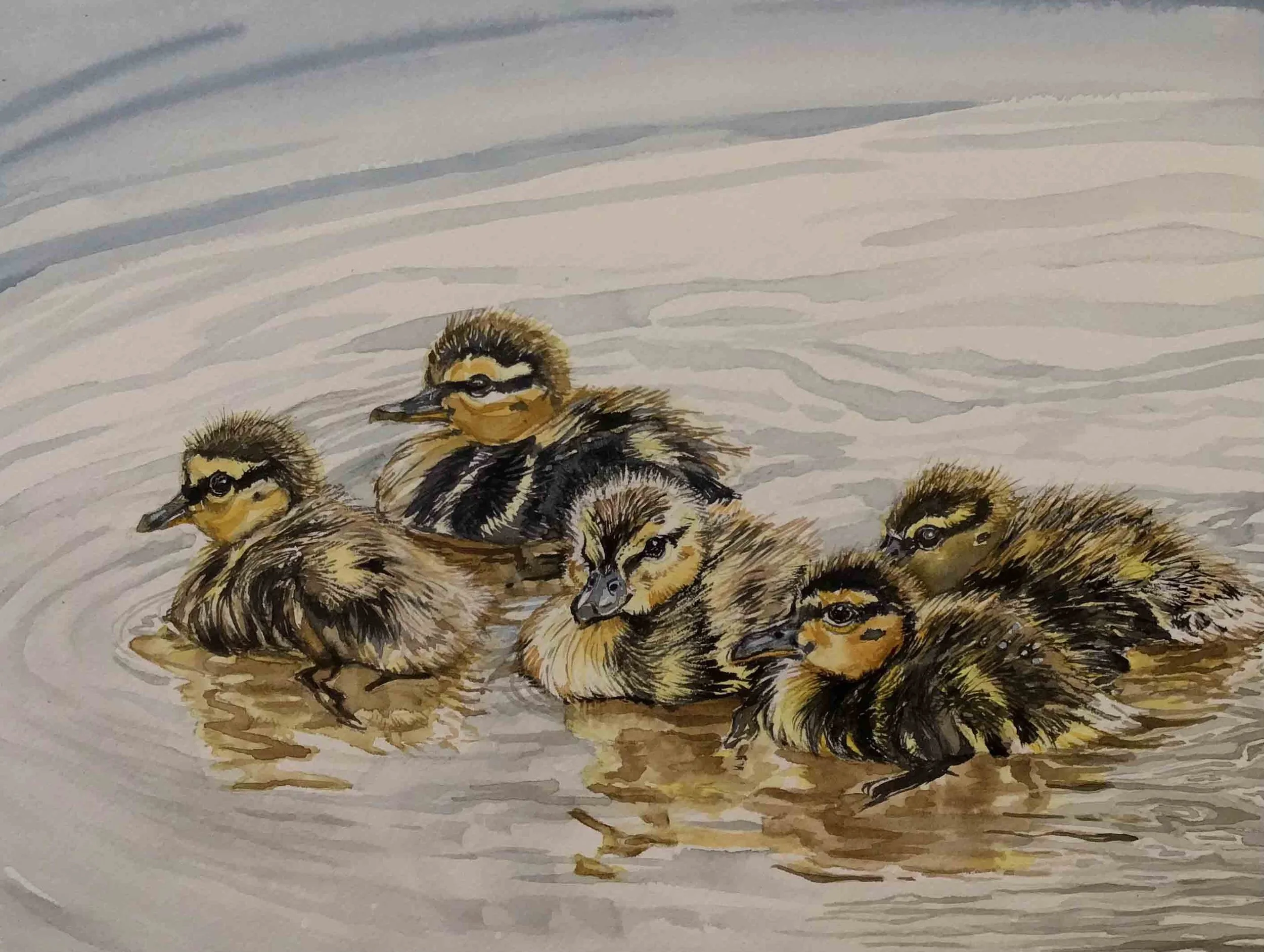 Mallard's Family Portrait	| 7.75 x 10.75 | watercolor | 250