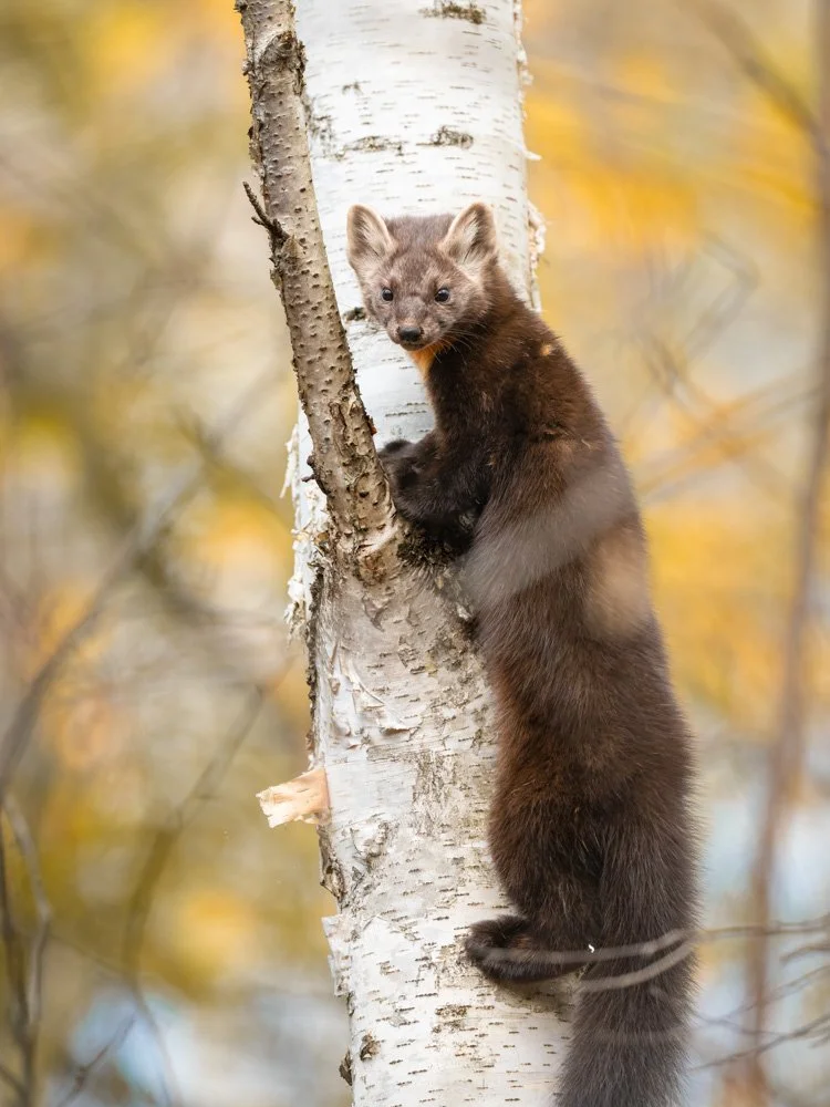 Marten Portrait | 12x16 | photography 