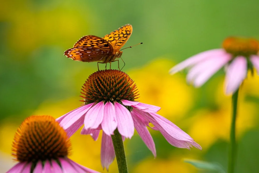 Frillary on the Flower | 8x12 | photography 