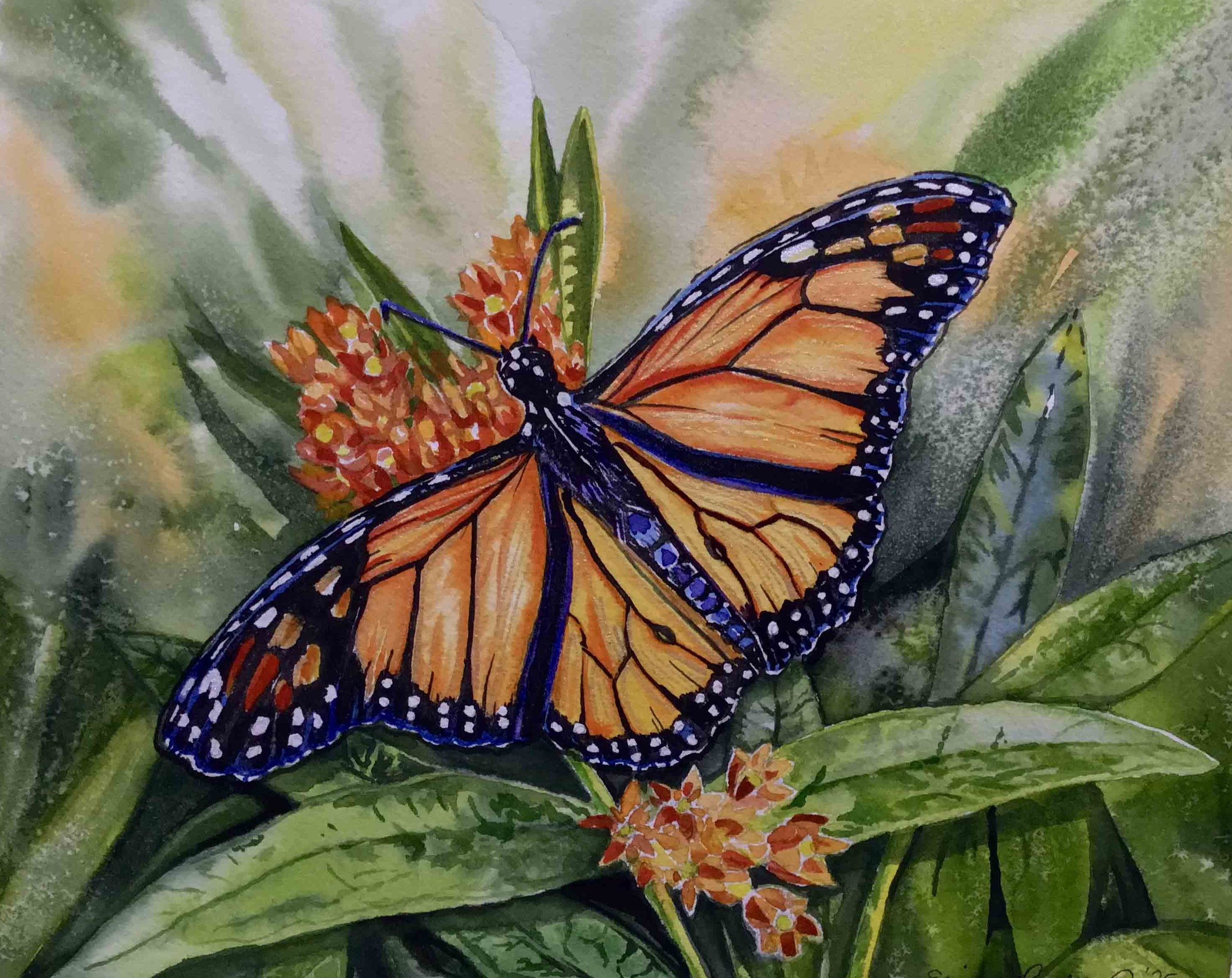 Backyard Butterfly | 8x10 | watercolor | 350