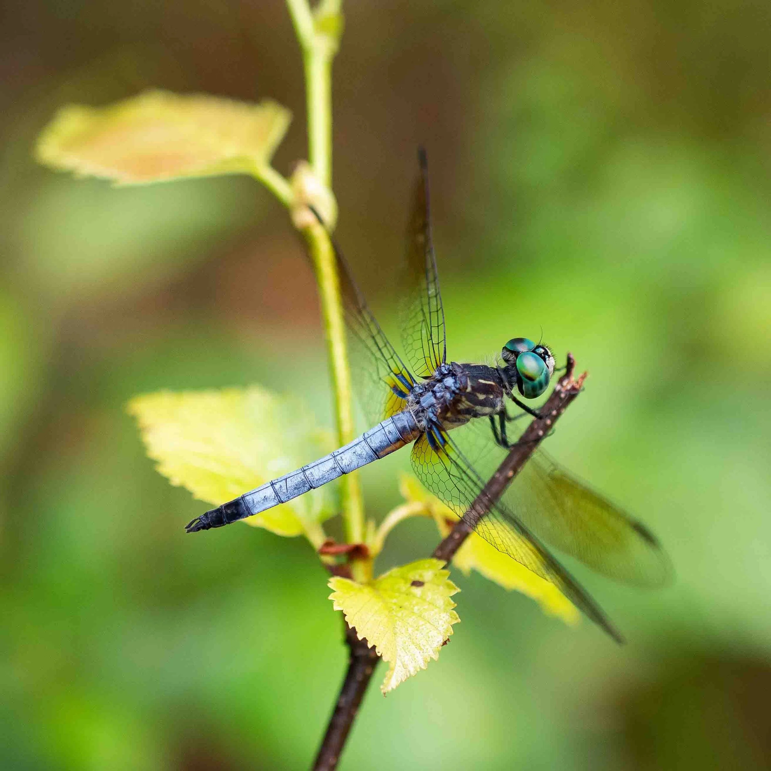 Poise | 12x12 | digital photograph | 150