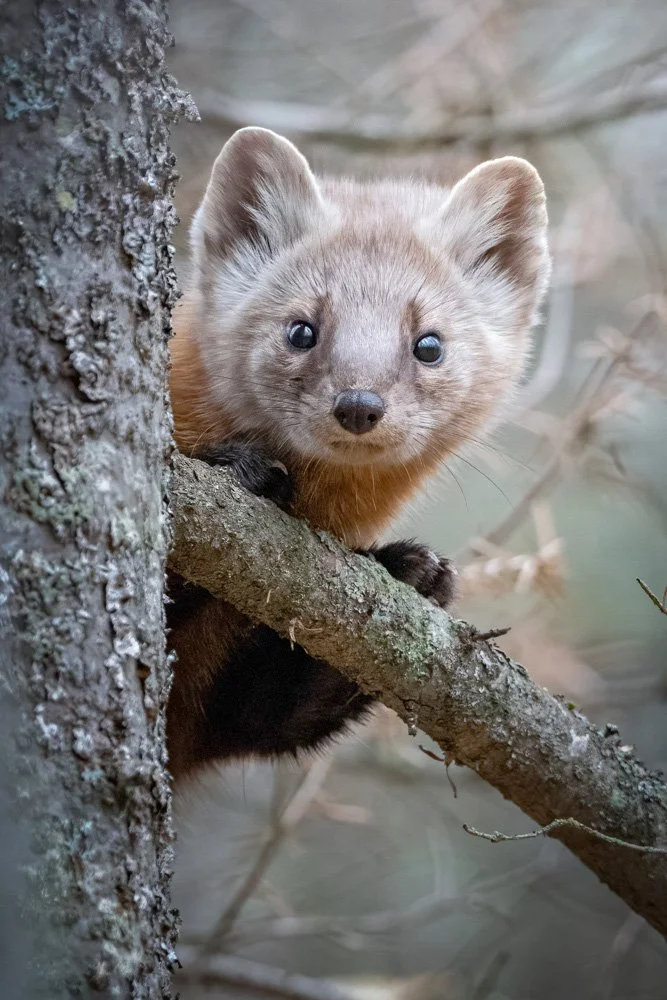Peek-a-Boo | 8x12 | photography