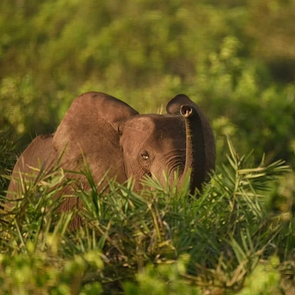 Christina Landry-Boullion (1).jpeg