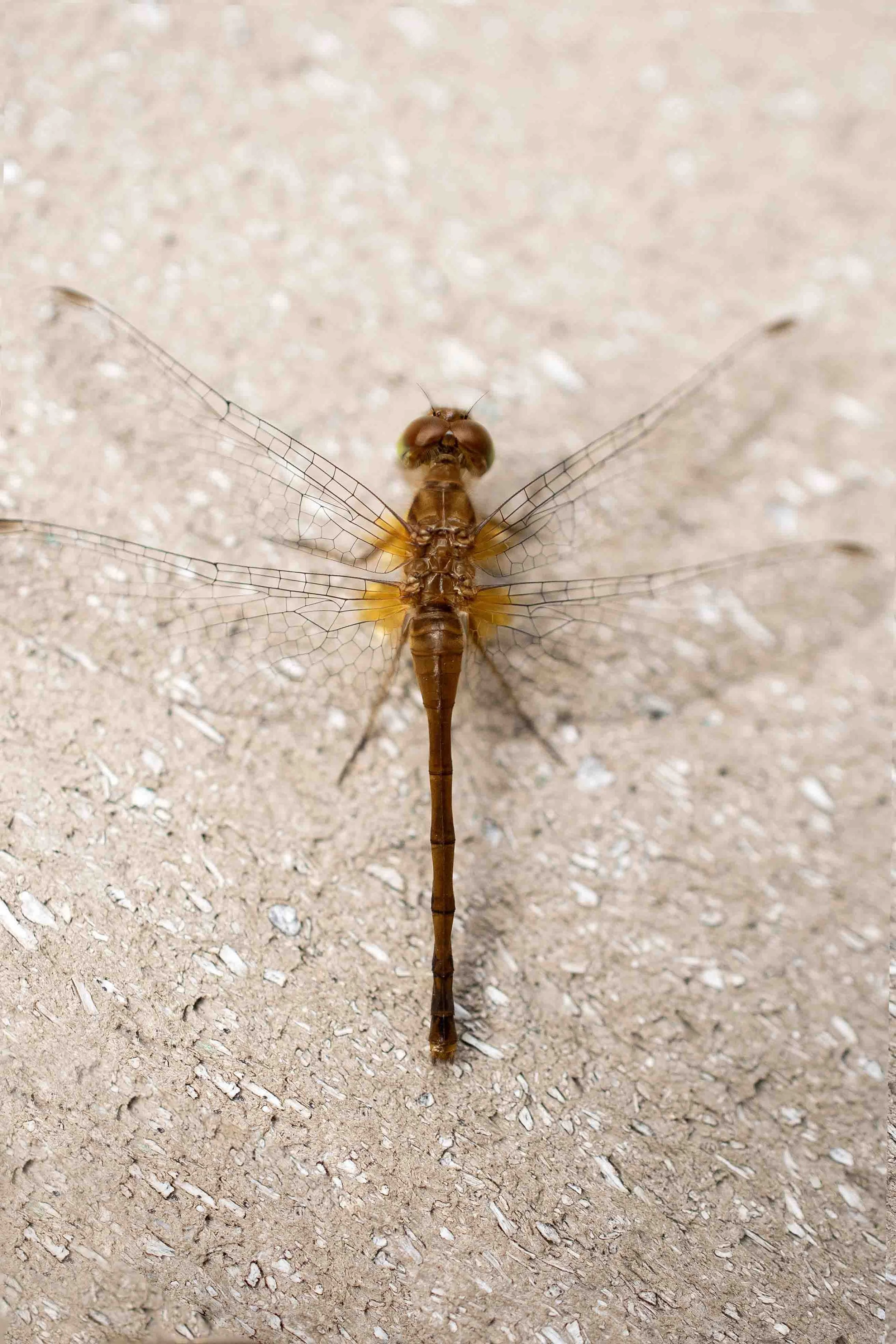 Anatomy | 12x18 | digital photograph | 200