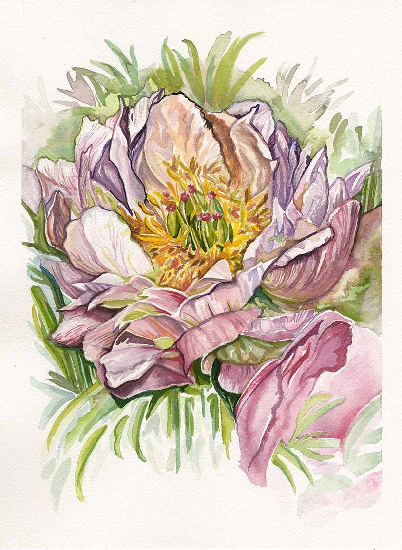 Peony Flower | watercolor | 8x10 | 200