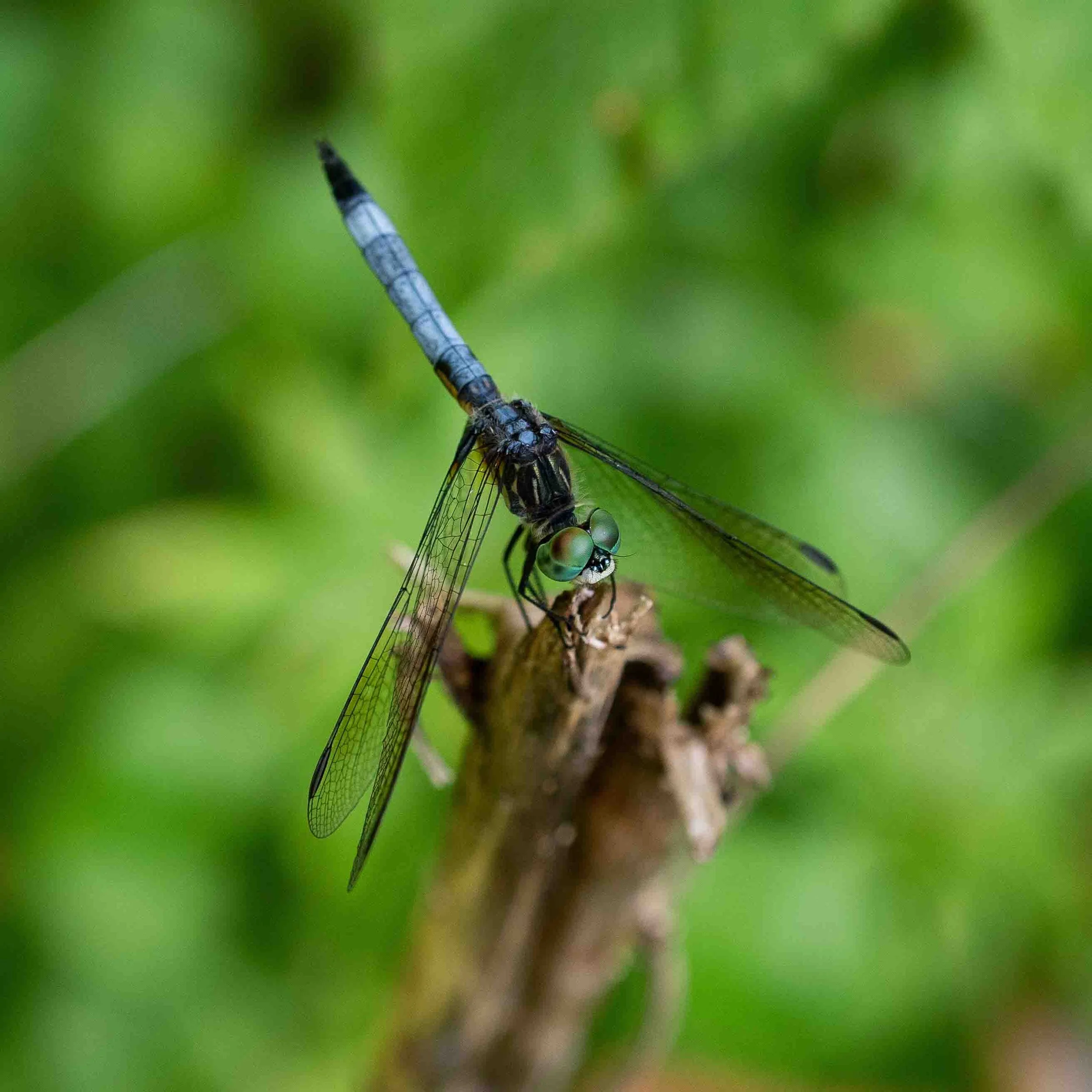 Guardian | 12x12 | digital photograph | 150