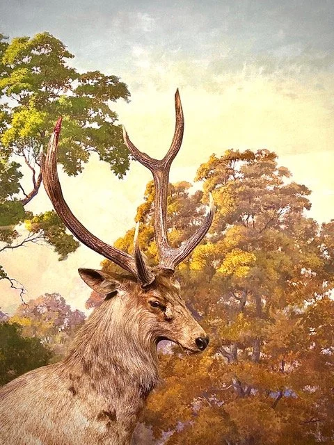 Museum of Natural History No. 5 | 8x10 | archival pigment on cotton vellum. Silver leaf on reverse, framed | 350