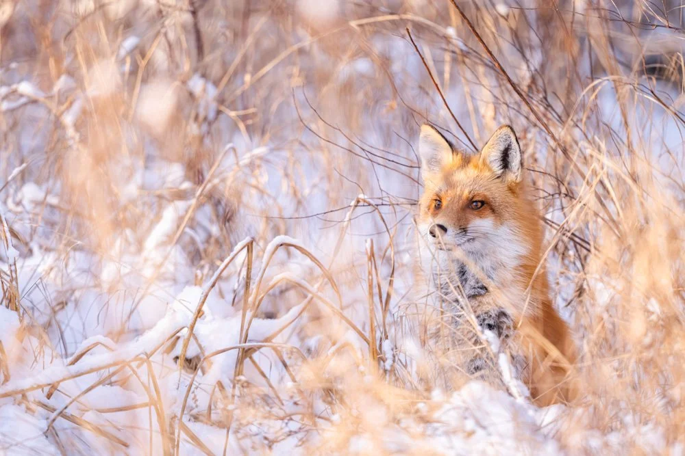 Fox in the Marsh | 12x18 | photography 