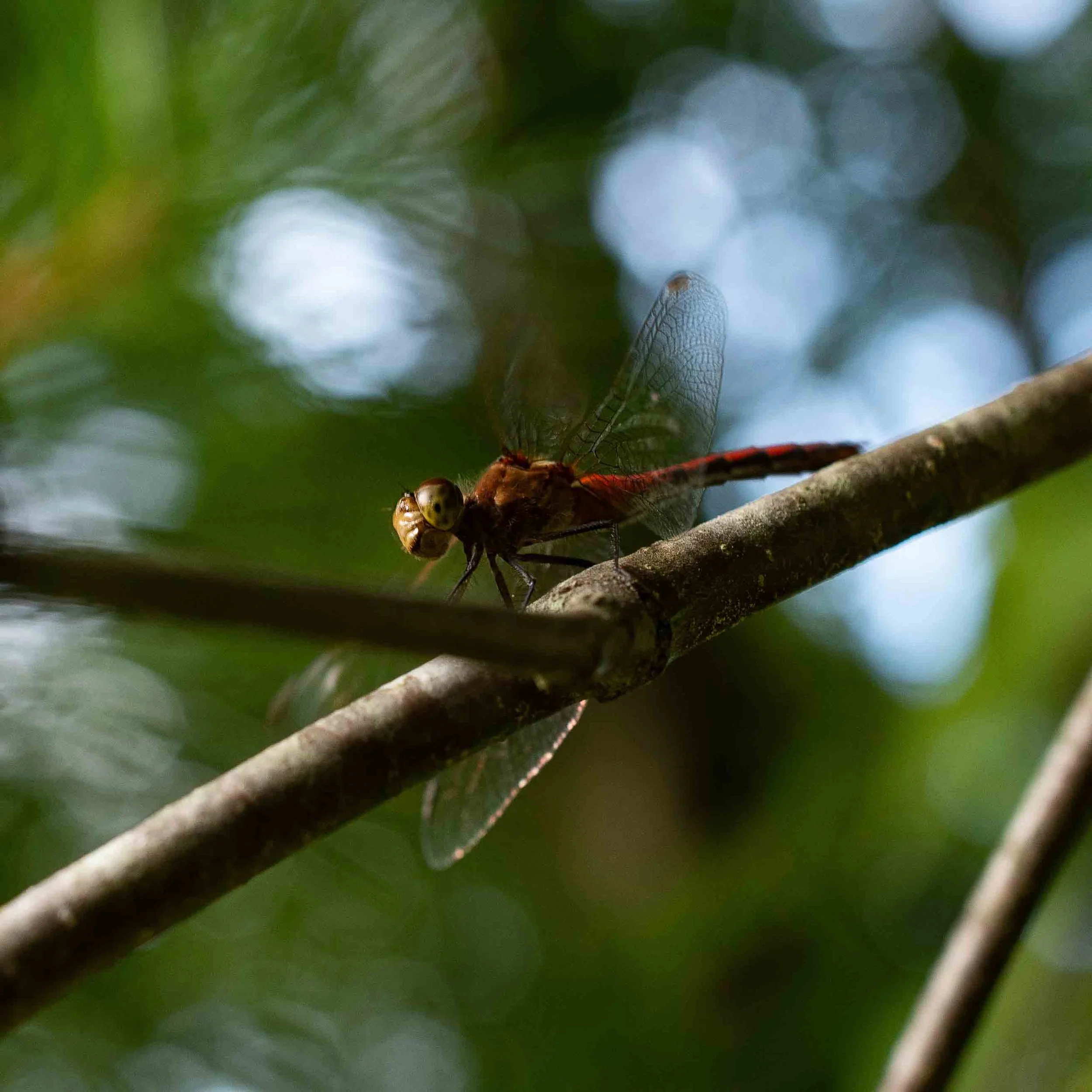 Aerial | 12x12 | digital photograph | 150