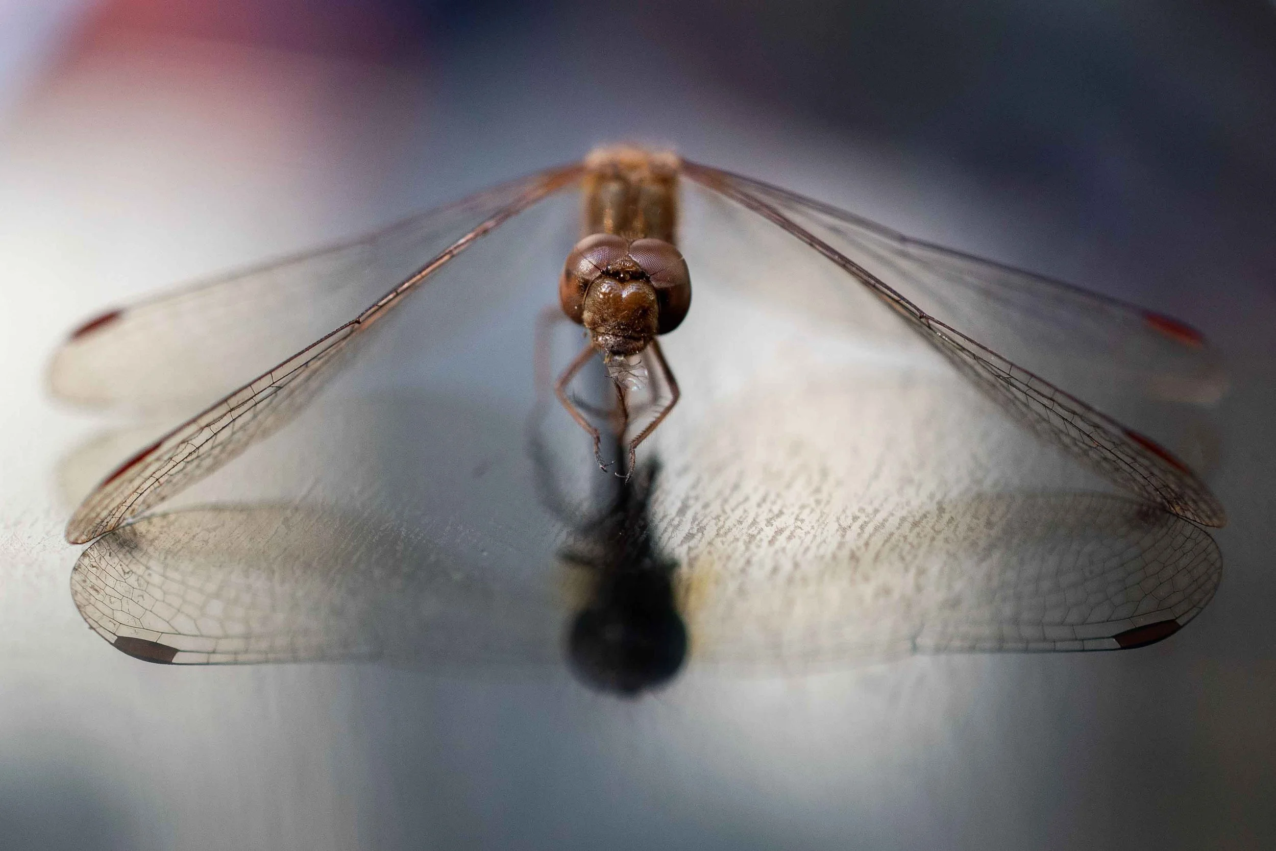 Transformative | 12x18 | digital photograph | 200