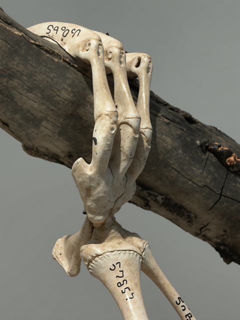 Museum of Natural History No. 52 | 8x10 | archival pigment on cotton vellum. Silver leaf on reverse, framed | 350