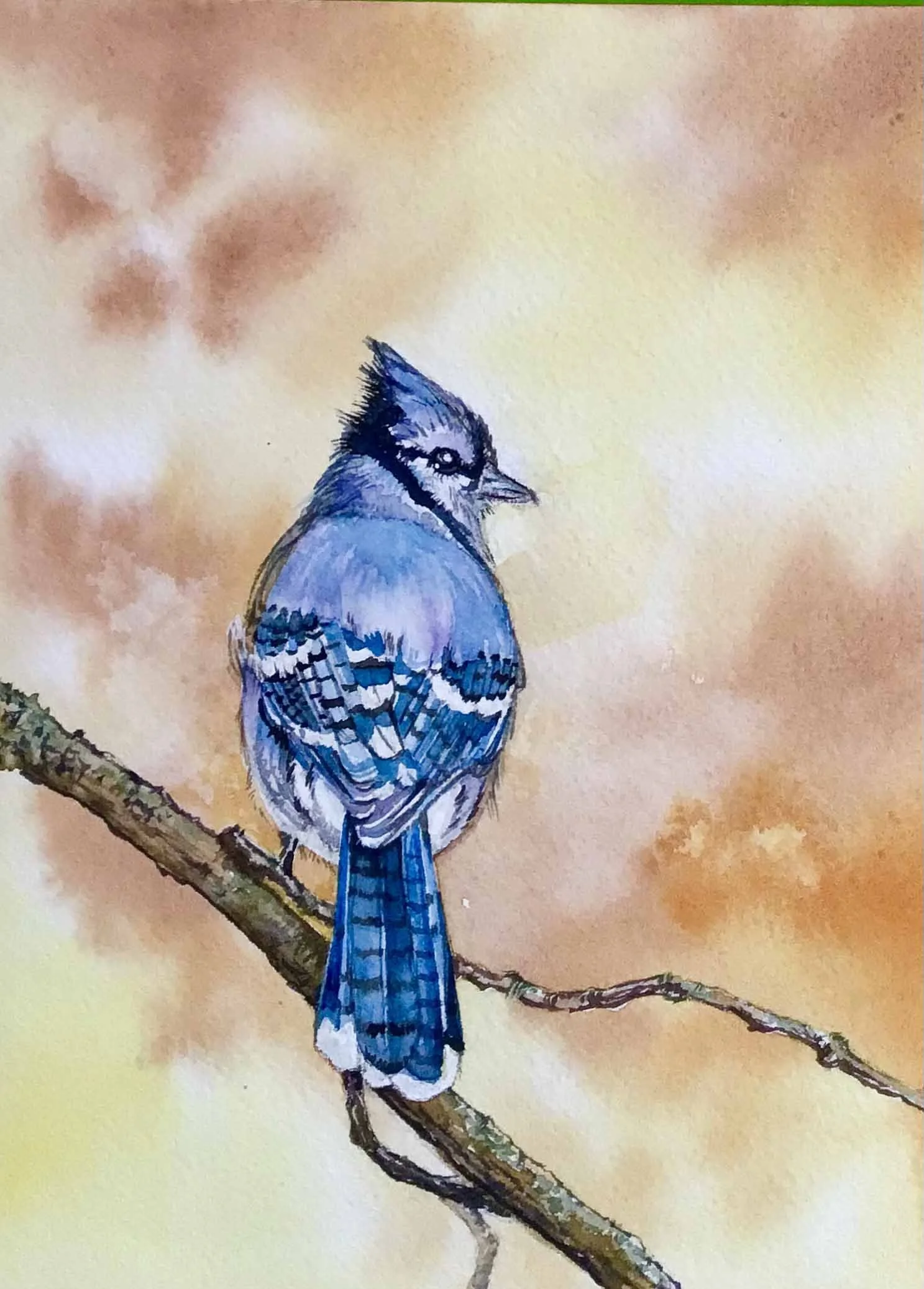 Blue Jay | 5x7 | watercolor | 150