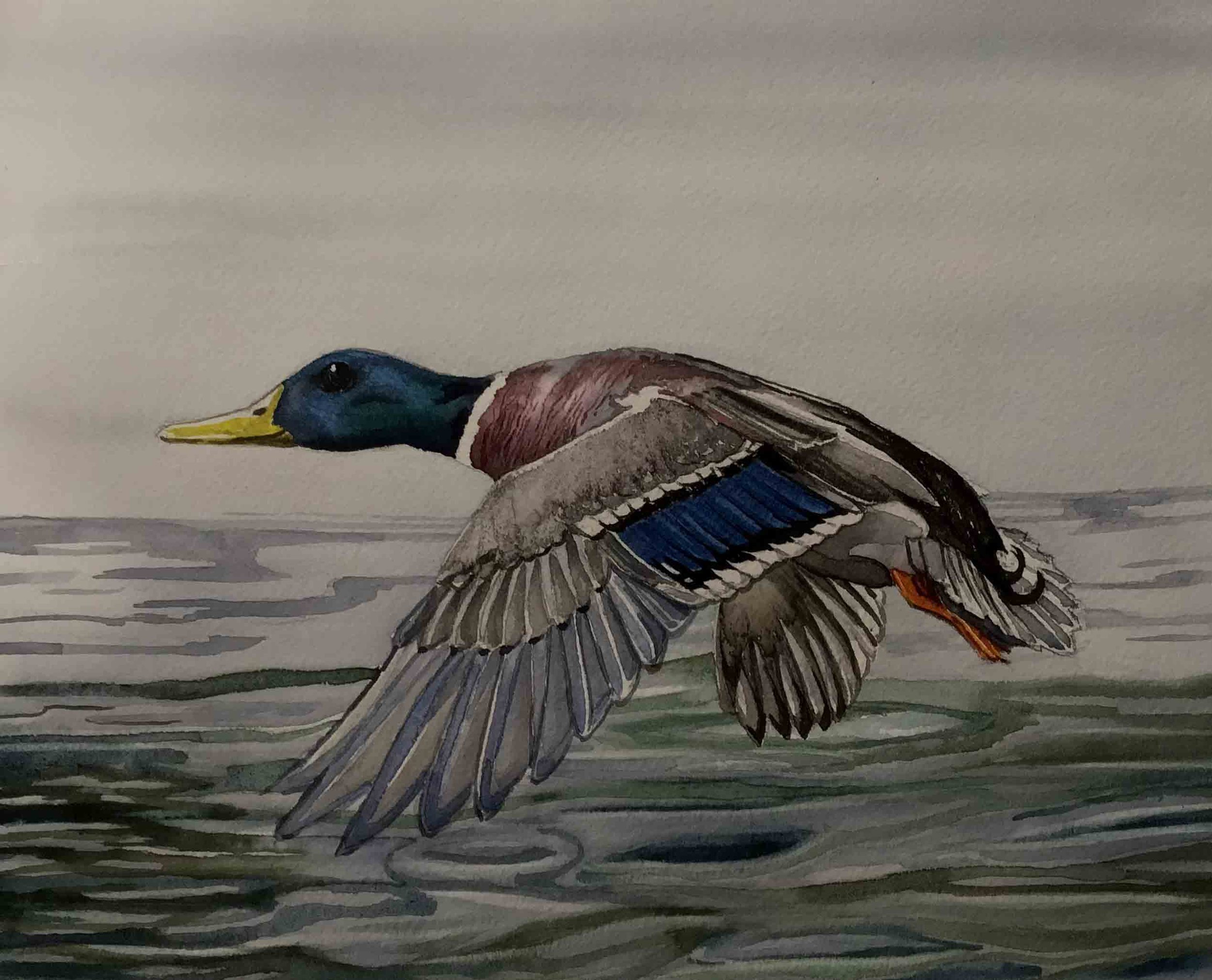 Mallard | 8x10 | watercolor | 350
