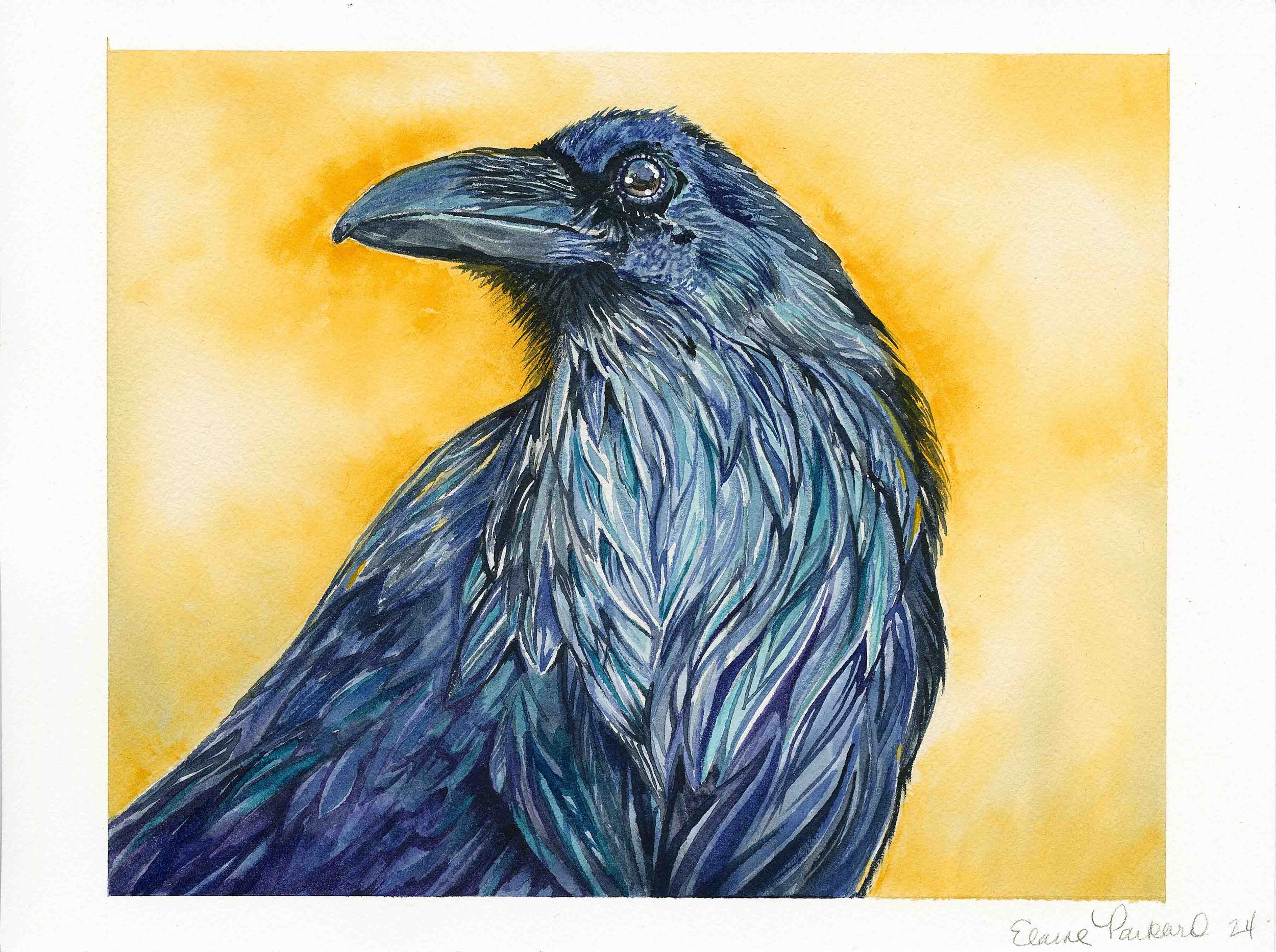 Raven | 8x10 | watercolor | 200