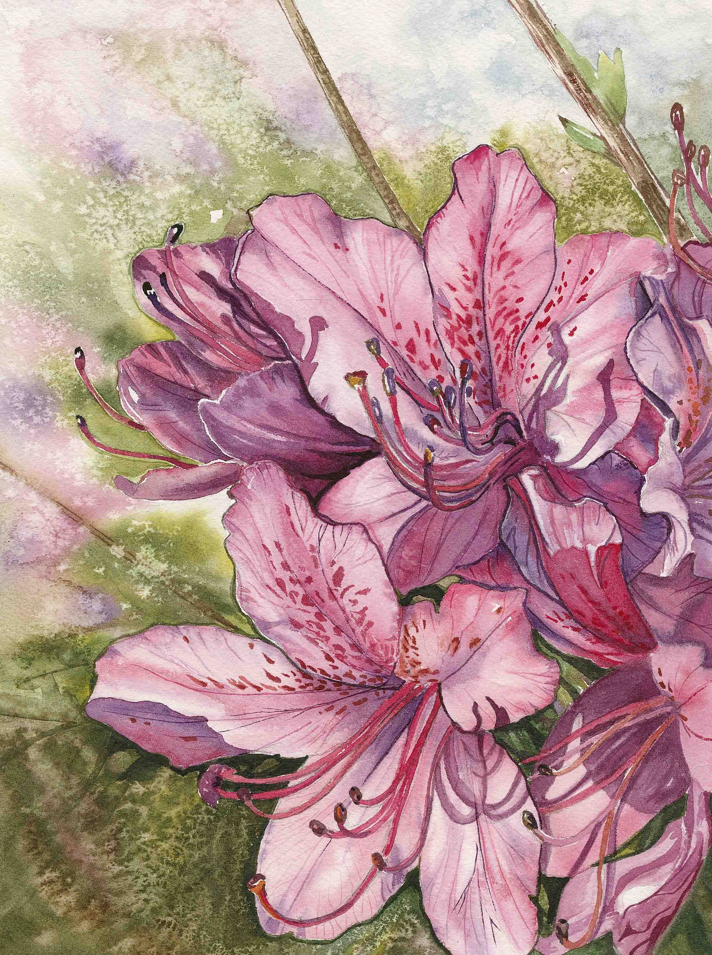 Spring Azalea | 9x12 | watercolor | 350