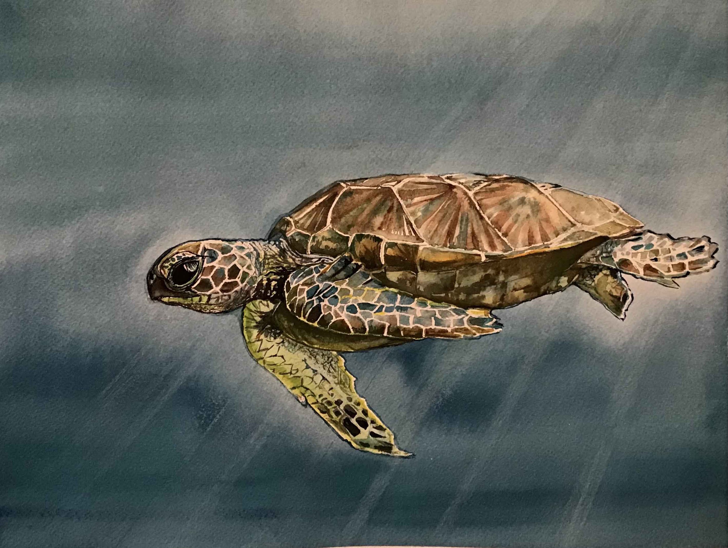 Green Sea Turtle | 8x10 | watercolor | 250