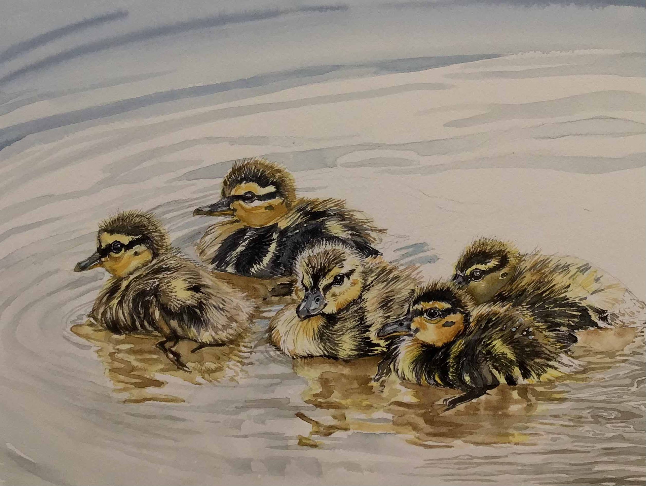 Mallard's Family Portrait	| 7.75 x 10.75 | watercolor | 250