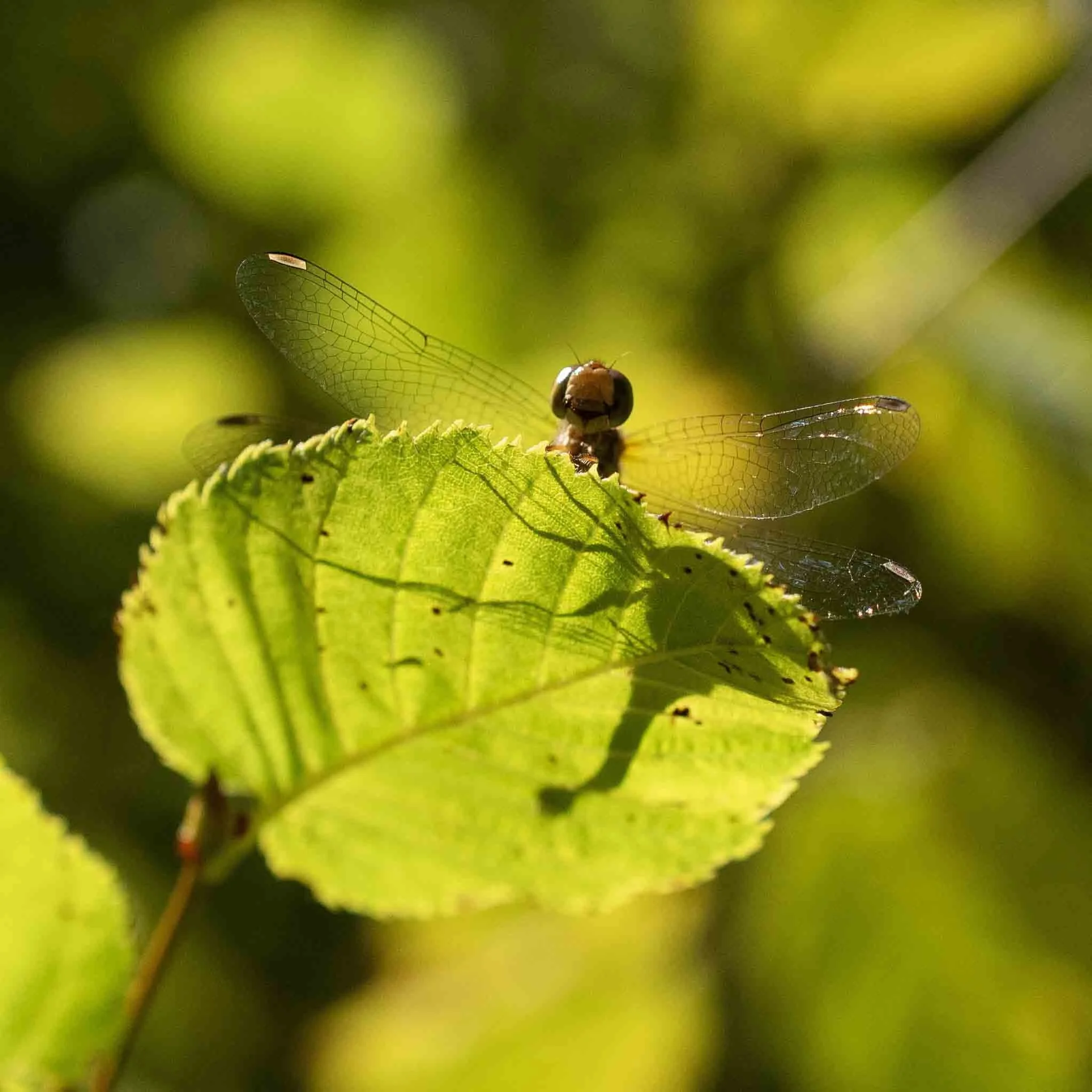 Ethereal | 12x12 | digital photograph | 150