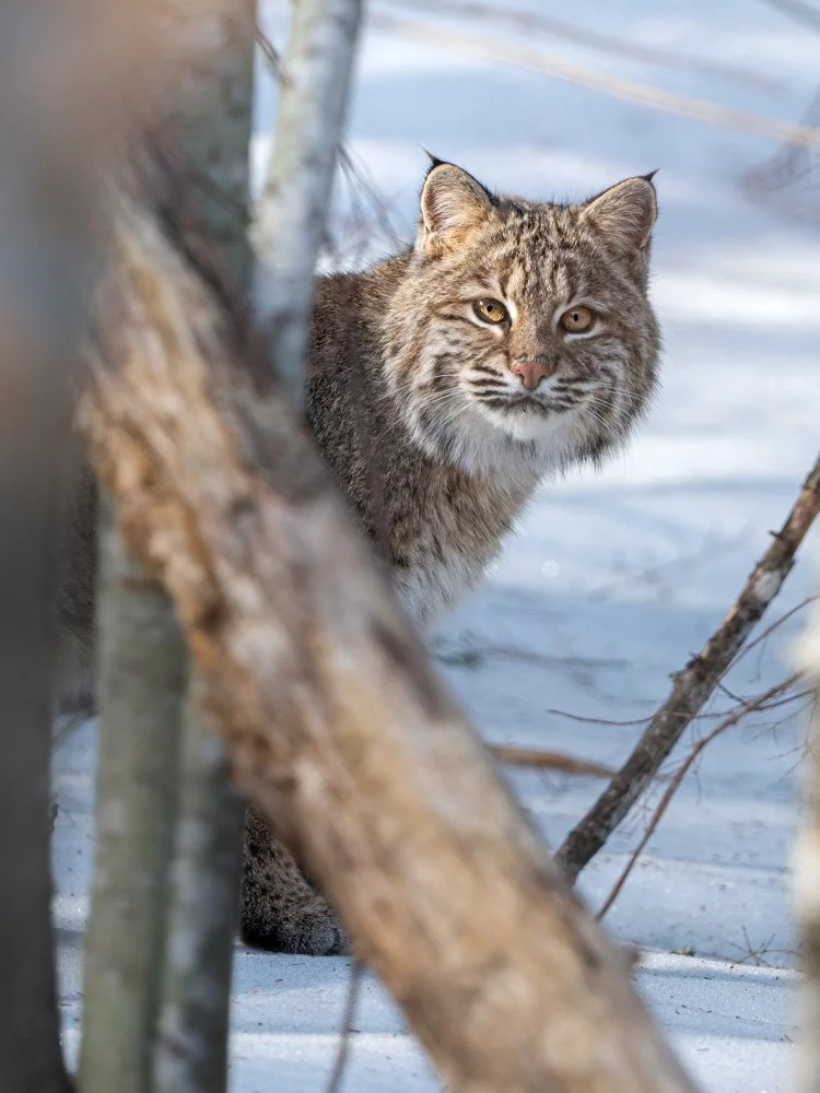 Bobcat Portrait | 12x16 | photography 