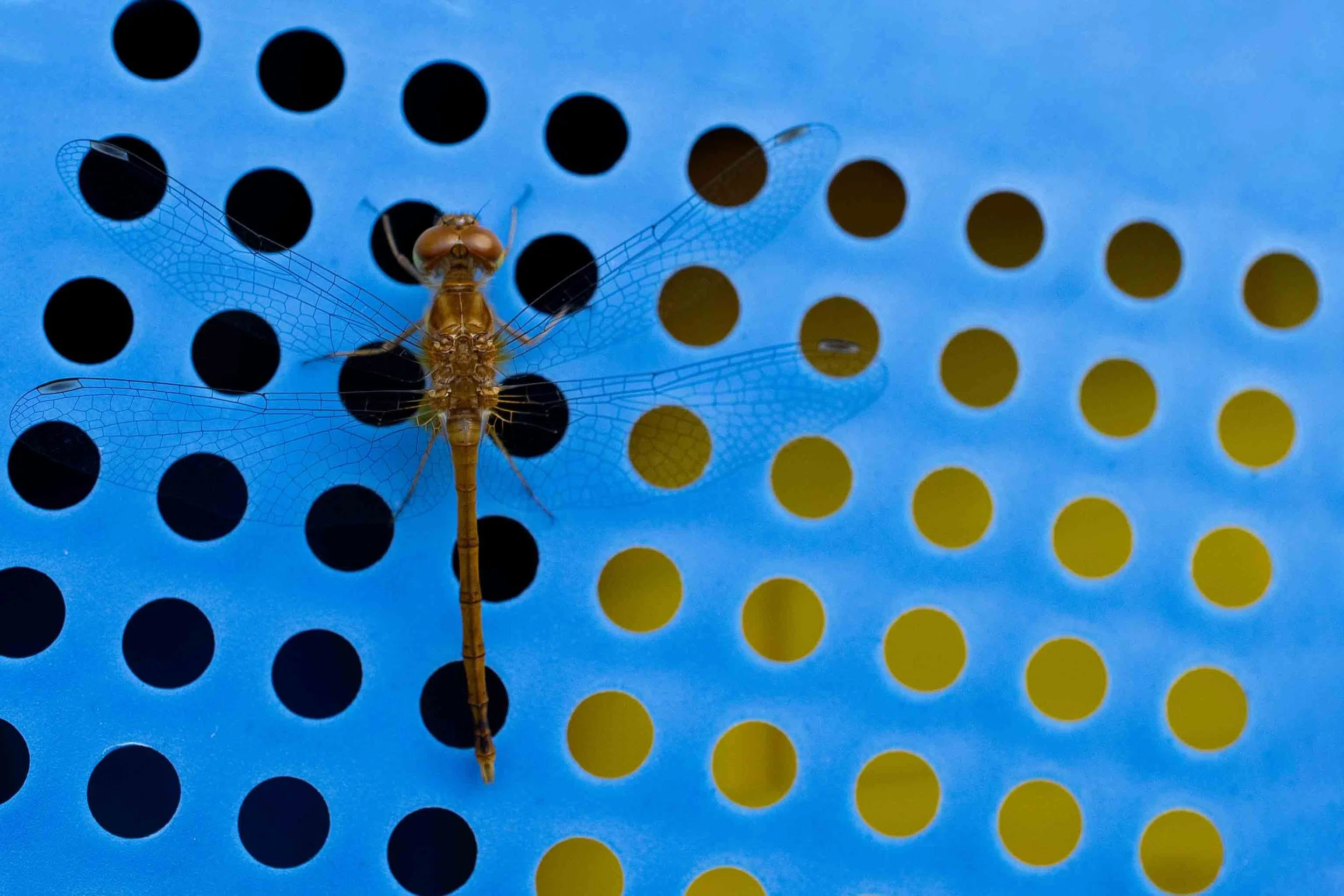 Abstract | 12x18 | digital photograph | 200