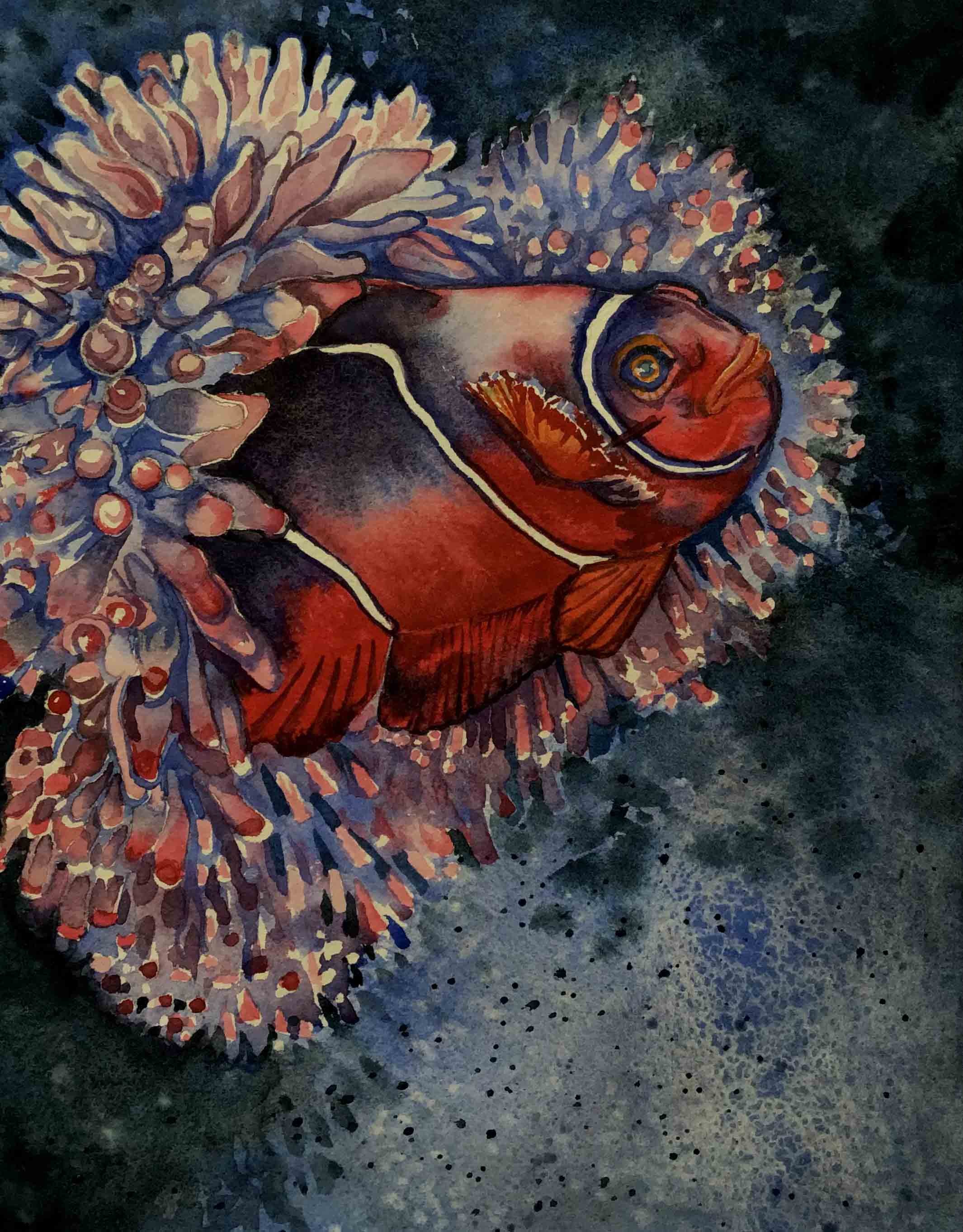 Maroon Clown Fish | 9x12 | watercolor | 350