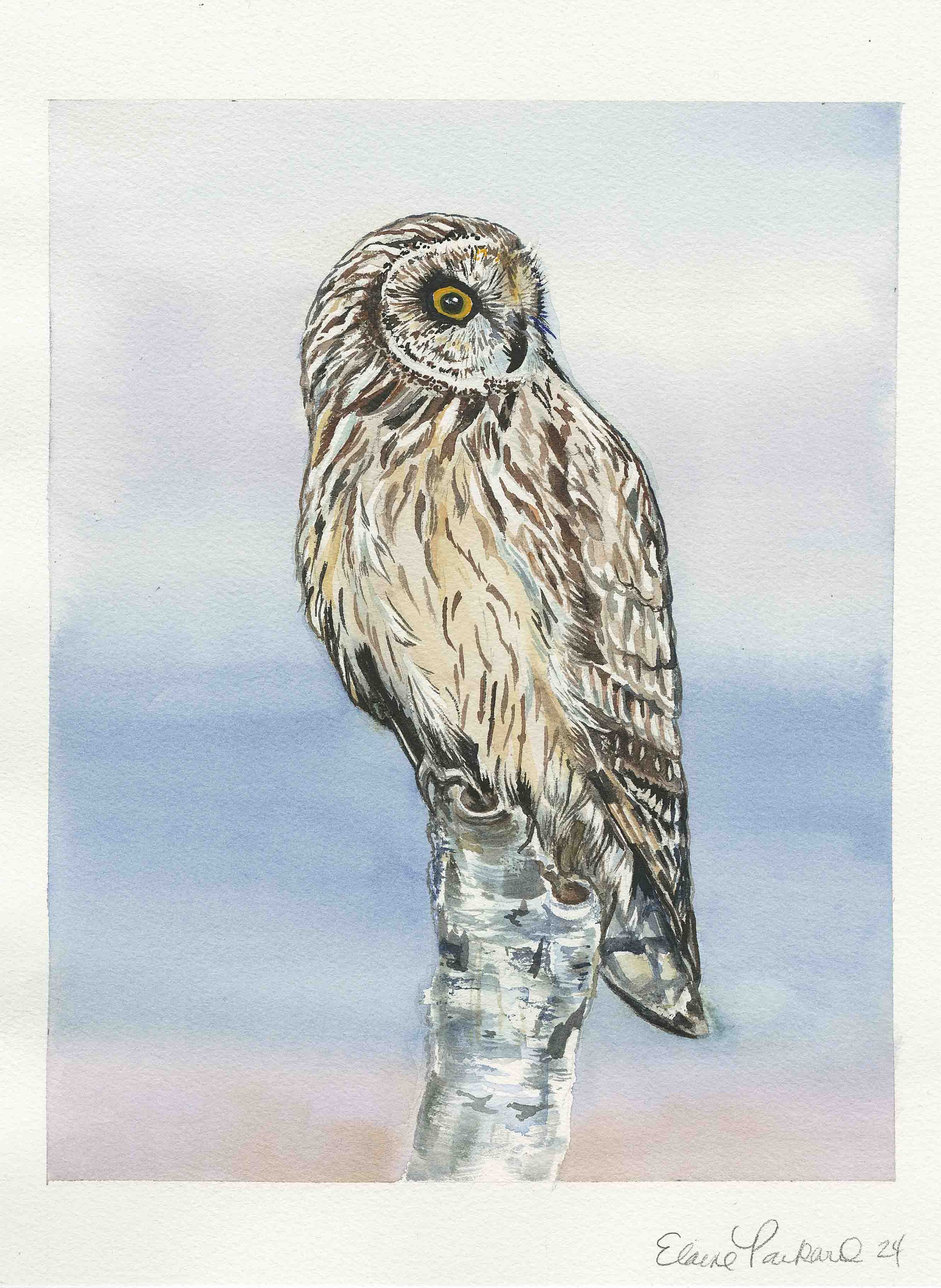 Short Eared Owl | 8x10 | watercolor | NFS