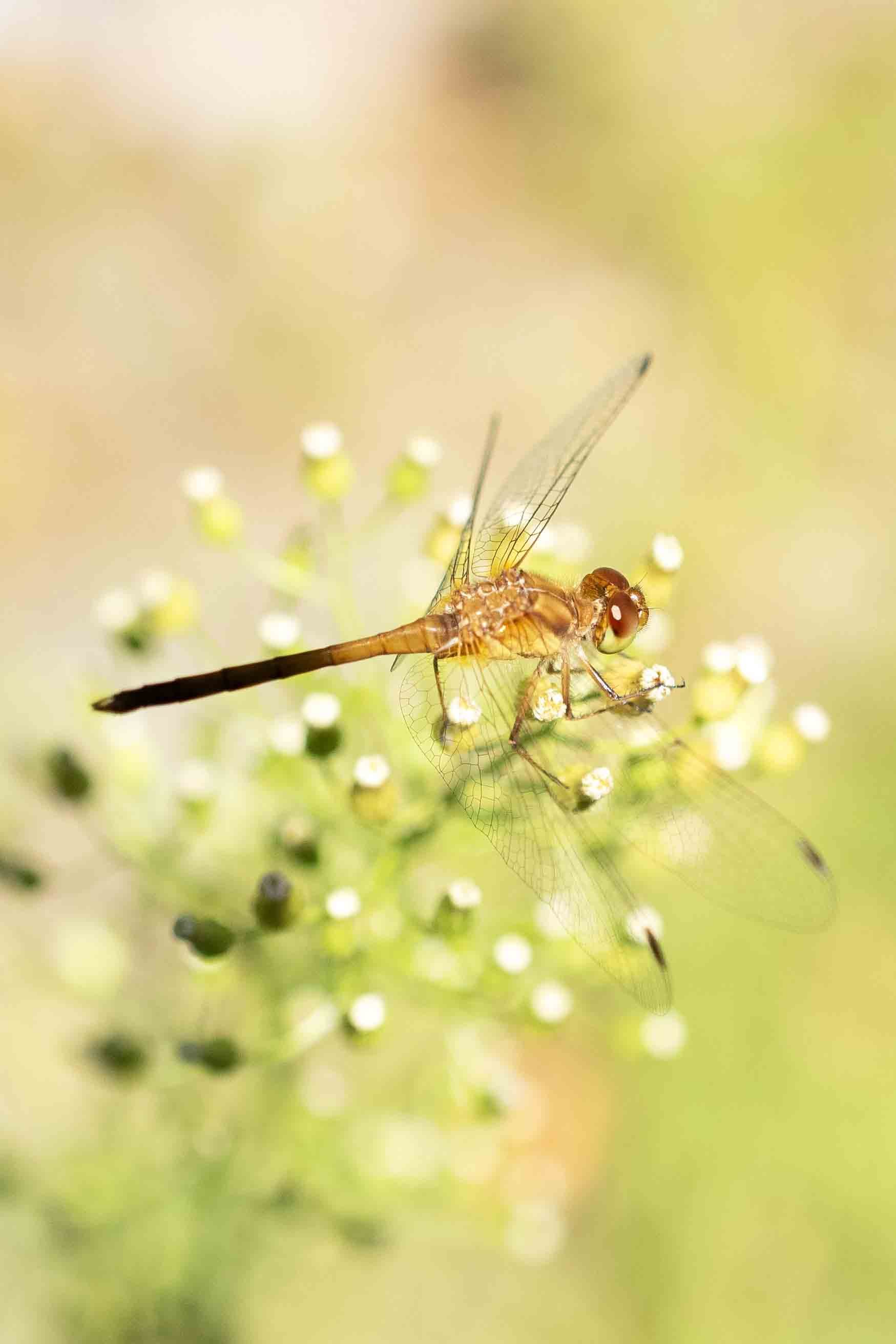 Dainty | 12x18 | digital photograph | 200