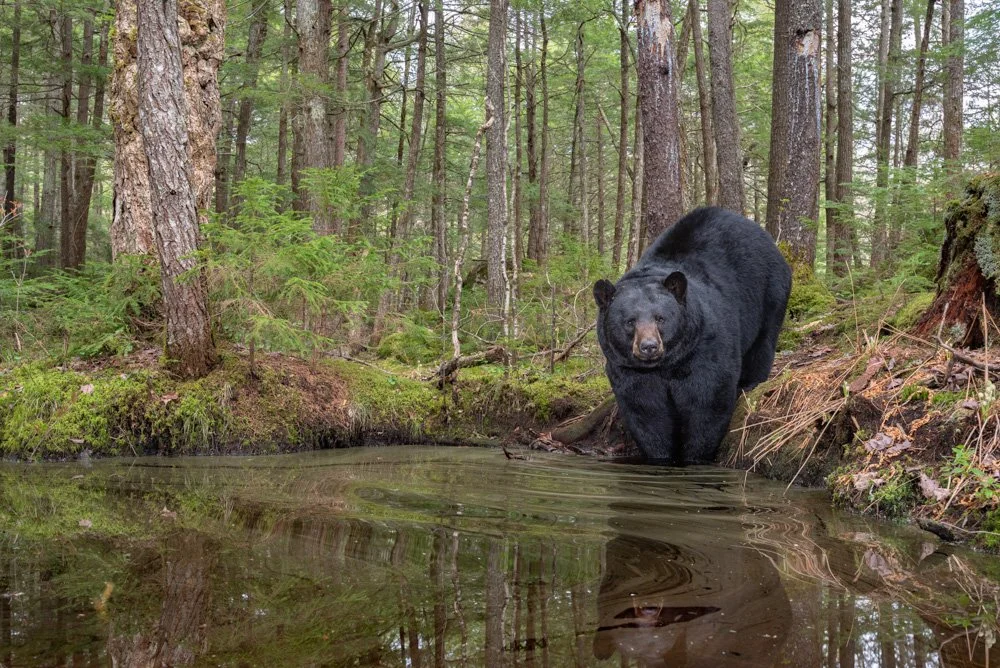 Bear and His Bathtub | 12x18 | photography 