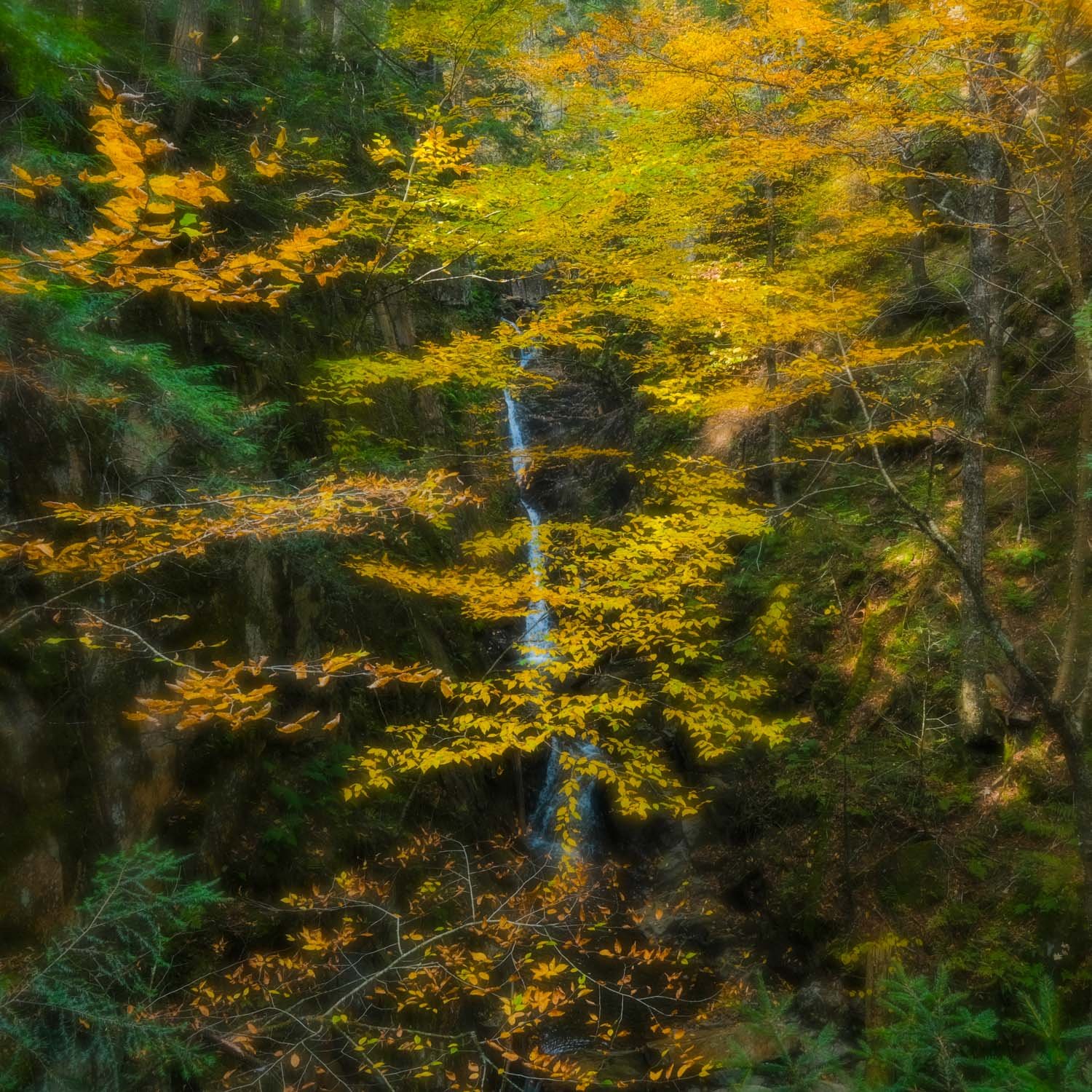 Huntington Cascade | 16x16 | photography | 250