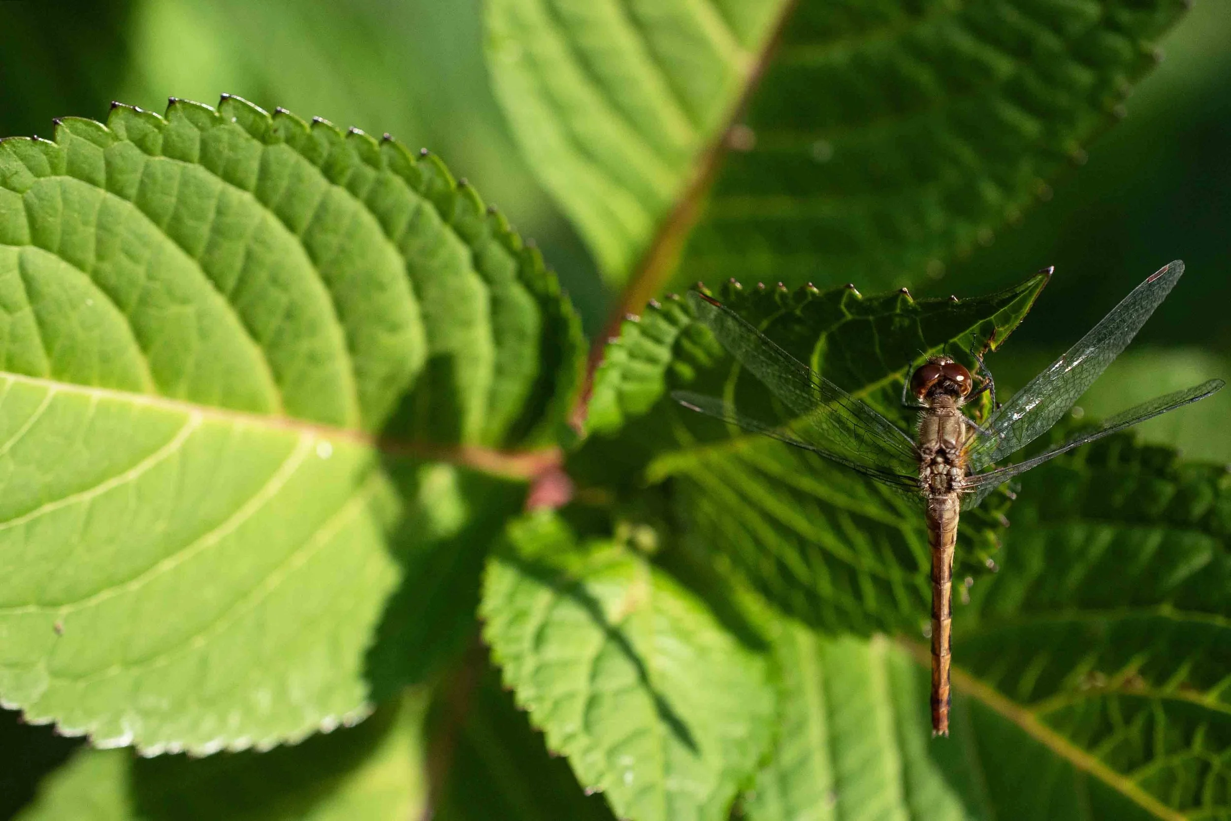 Solitude | 12x18 | digital photograph | 200