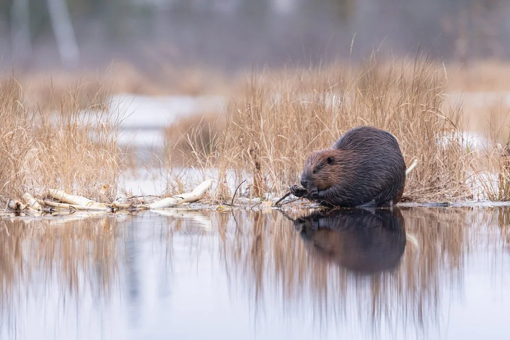 Beaver Reflection | 12x18 | photography