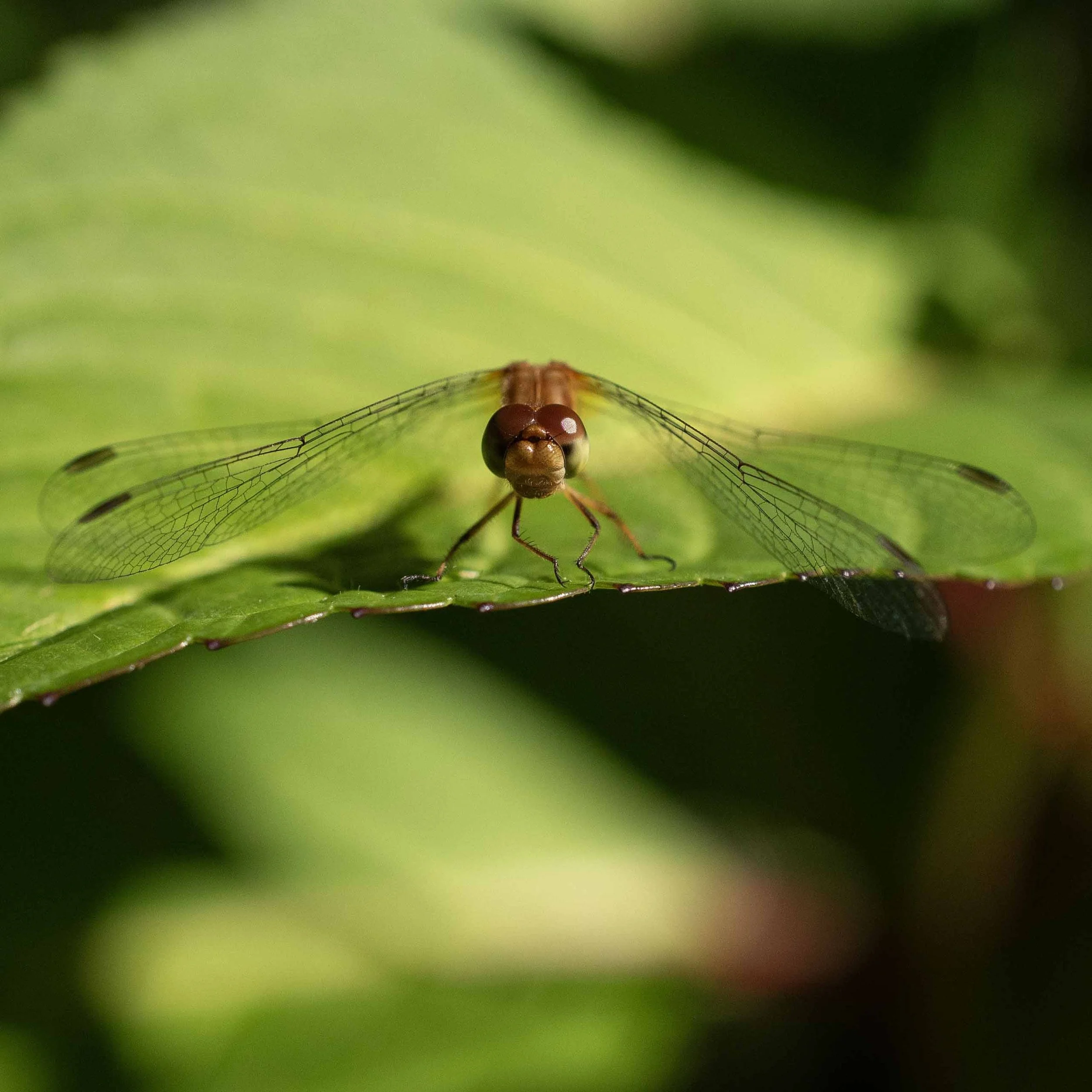 Watchful | 12x12 | digital photograph | 150