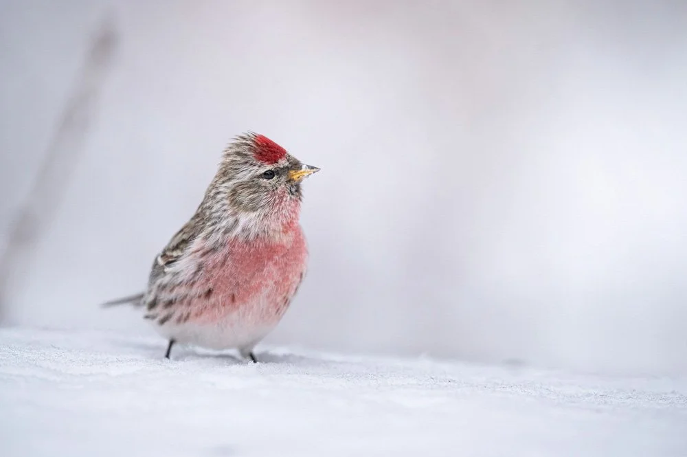Common Redpoll | 8x12 | photography 