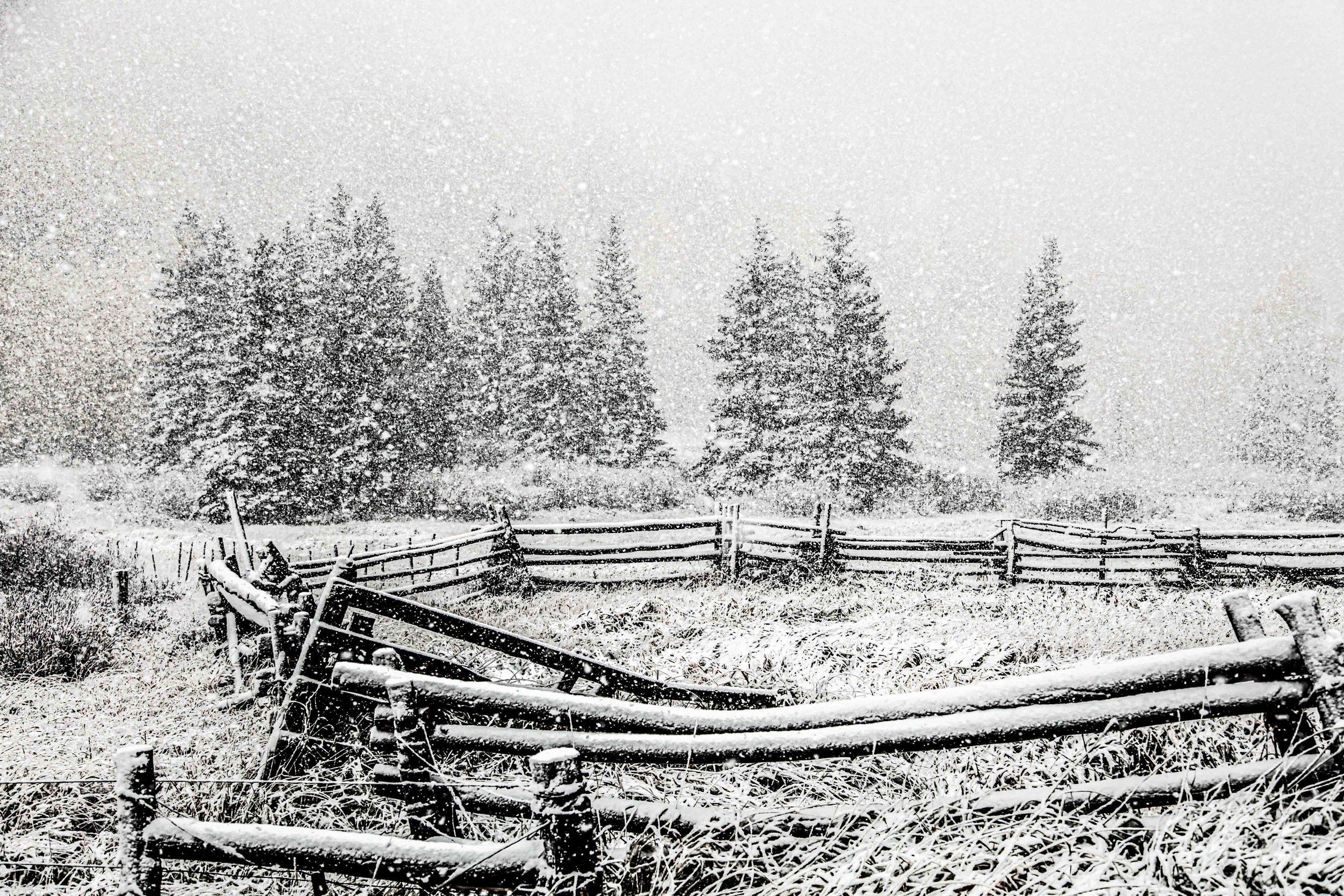 Snowy Corral | digital photograph | 150