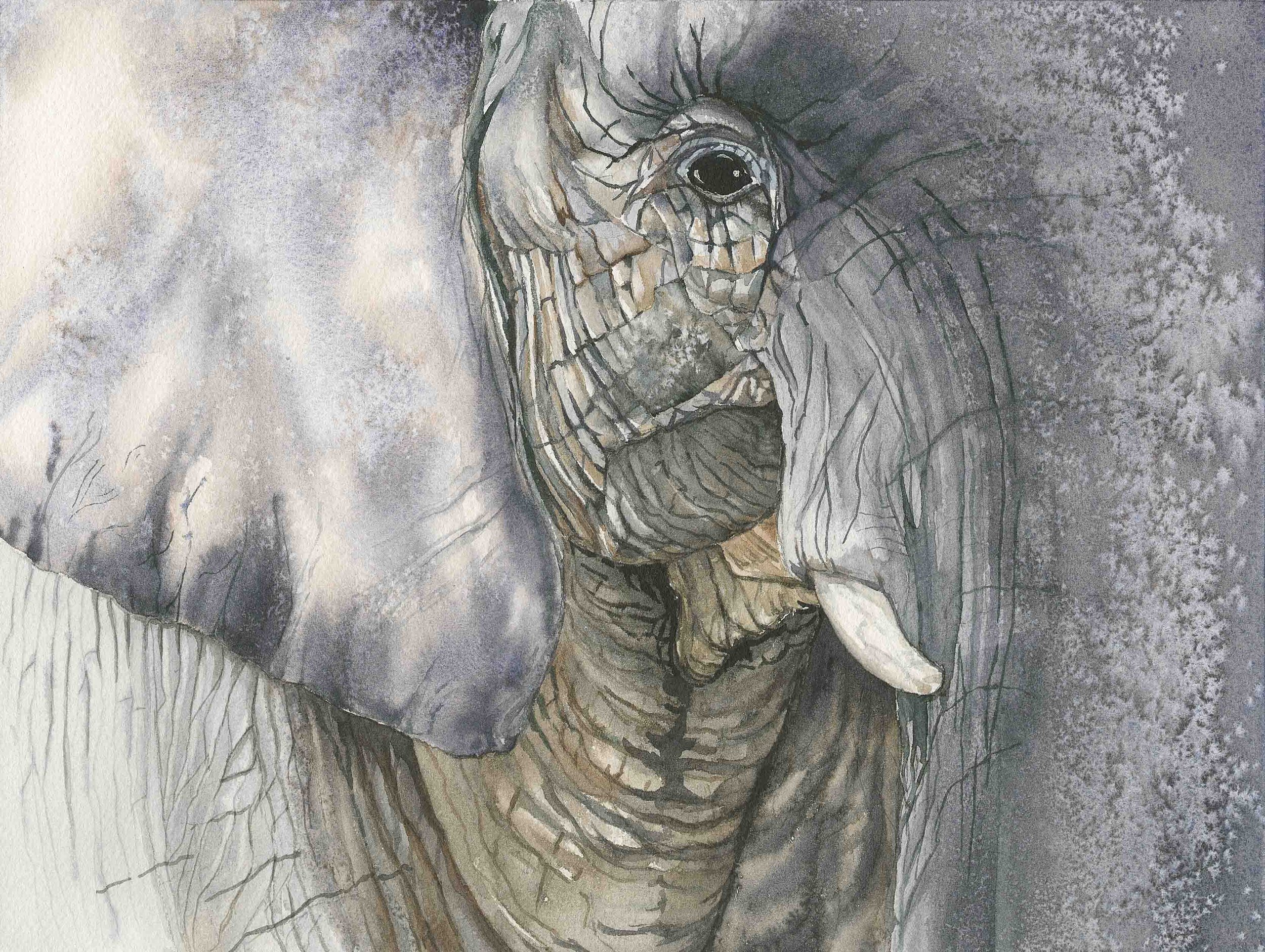 Elephant | 8x10 | watercolor | 250