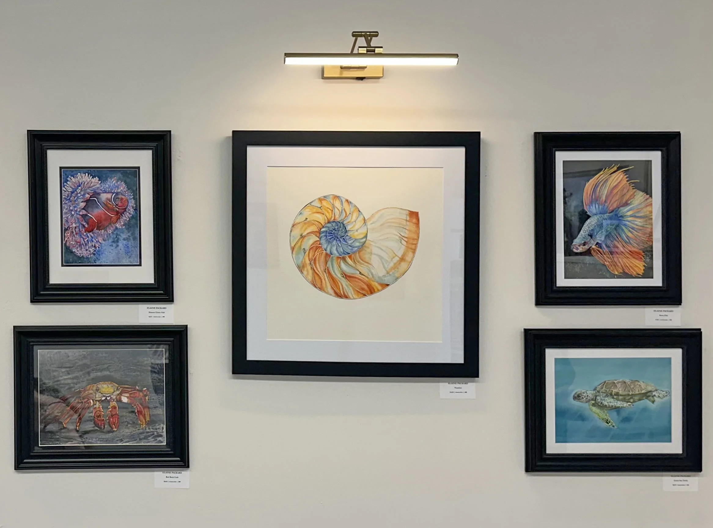 Glimpse Gallery Elaine Packard.jpg