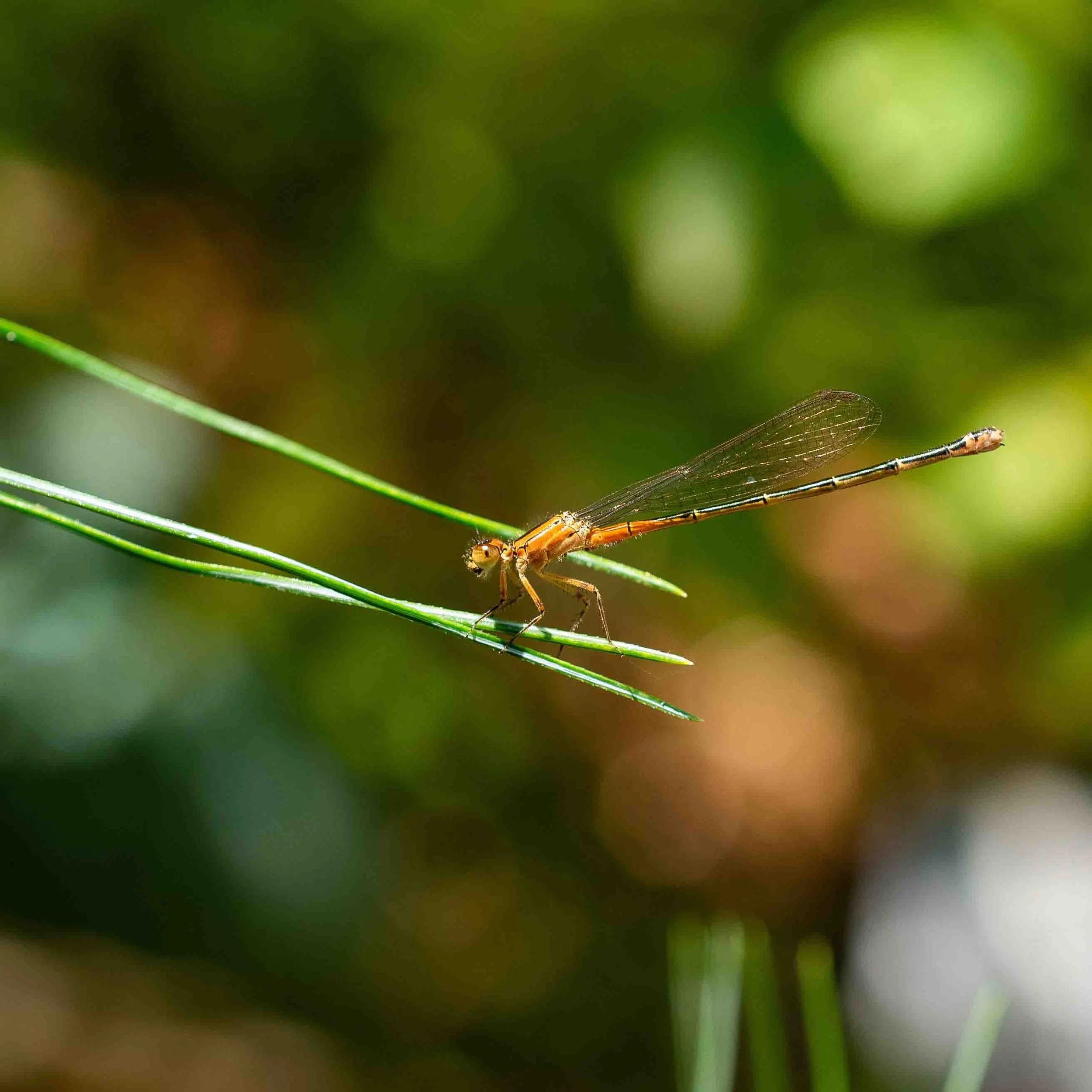 Damsel | 12x12 | digital photograph | 150