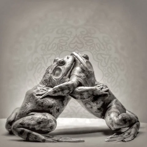 Museum of Natural History No. 67.5 | 13x13 | archival pigment on cotton vellum. Silver leaf on reverse | 350