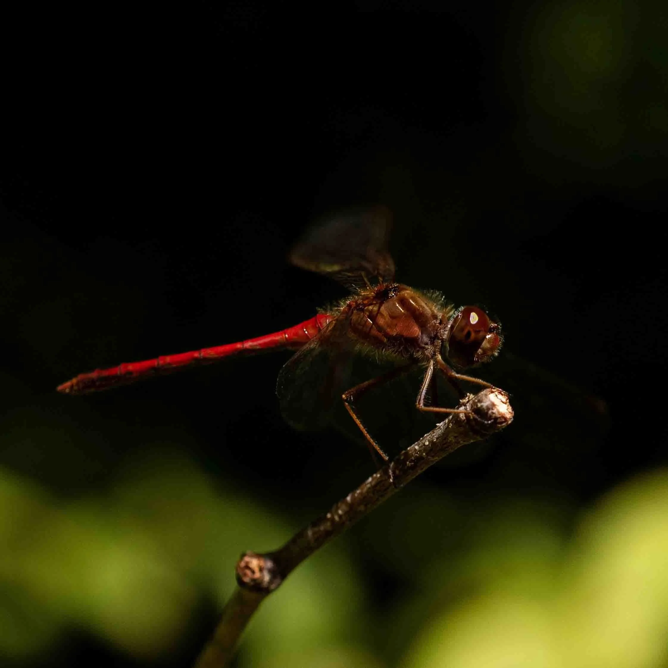 Bold | 12x12 | digital photograph | 150