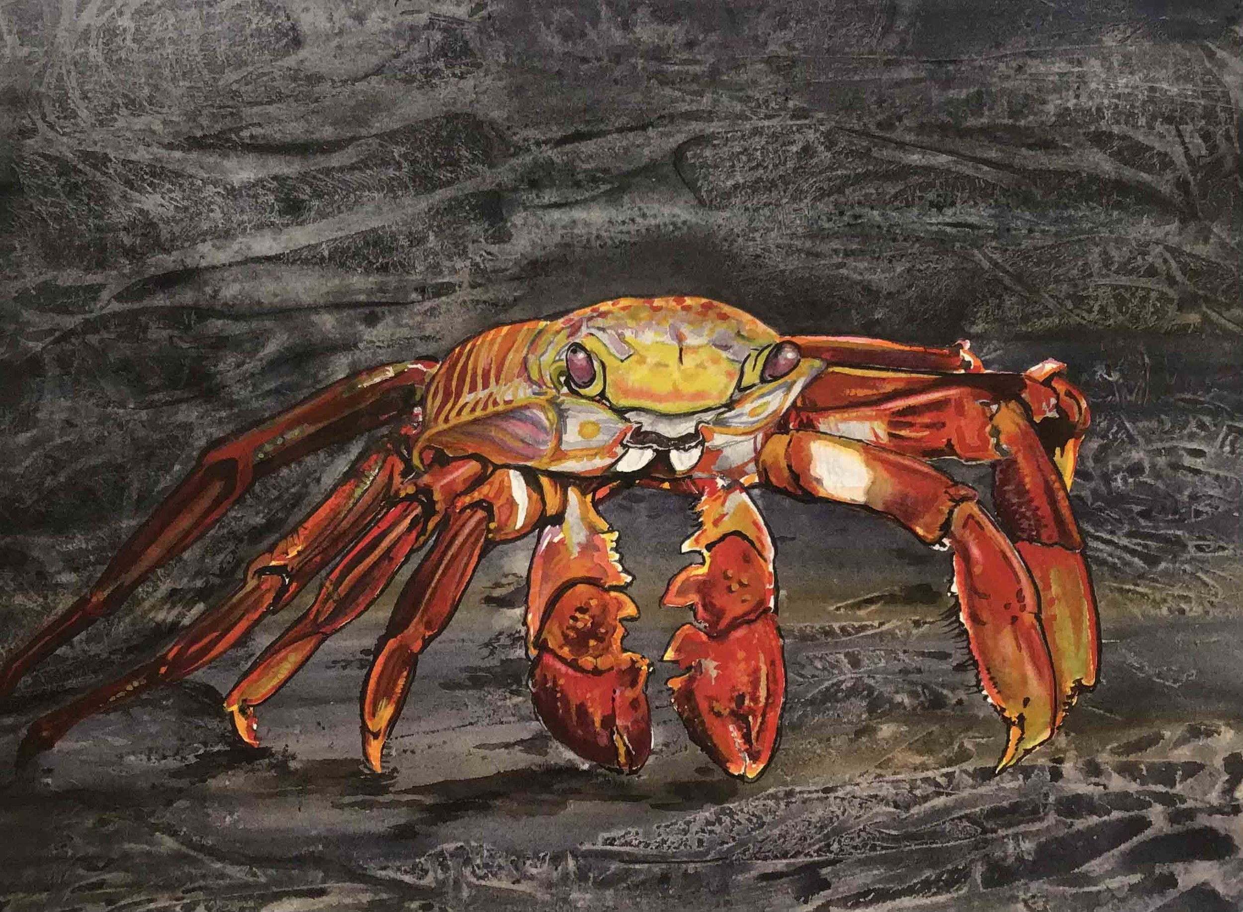 Red Rock Crab | 10x14 | watercolor | 300