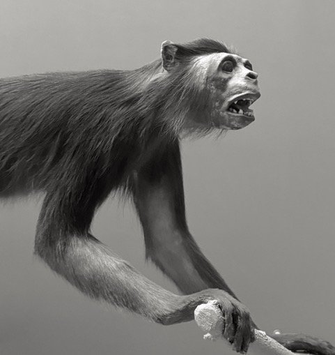 Museum of Natural History No. 50 | 8x10 | archival pigment on cotton vellum. Silver leaf on reverse, framed | 350