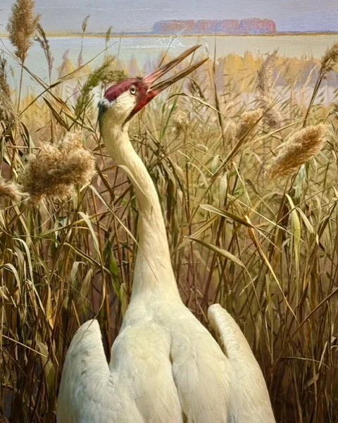 Museum of Natural History No. 32 | 8x10 | archival pigment on cotton vellum. Silver leaf on reverse, framed | 350