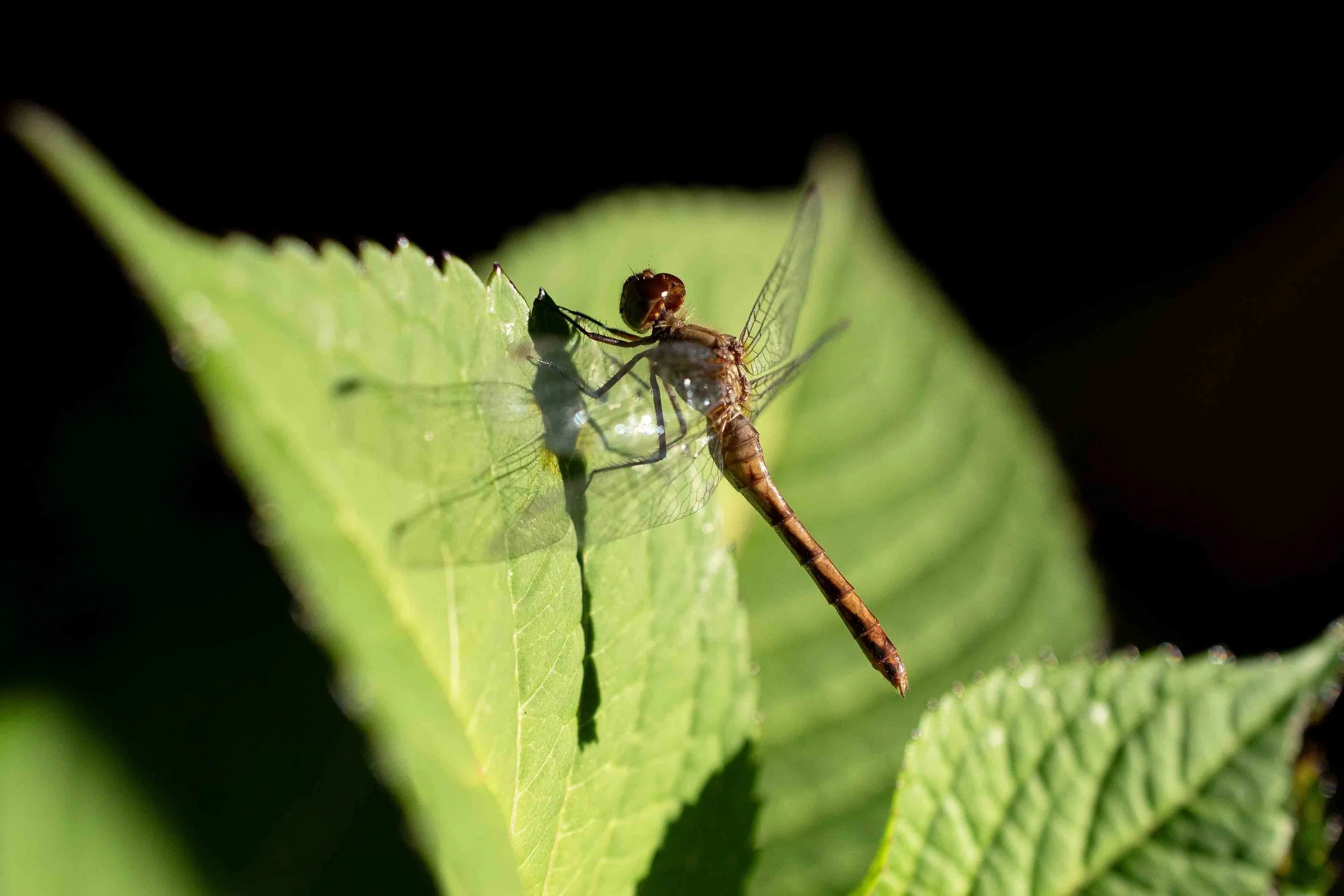 Glisten | 12x18 | digital photograph | 200