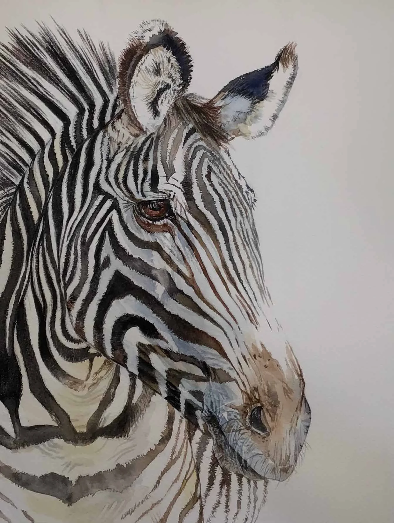 Zebra | 8 x 10 | watercolor | 350