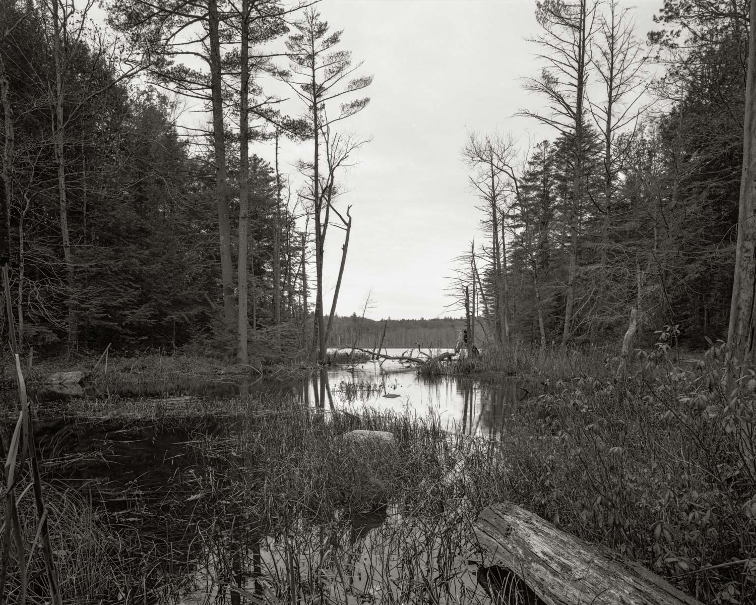 Hopkins Pond | 16x20 | 4x5 black & white film | 275