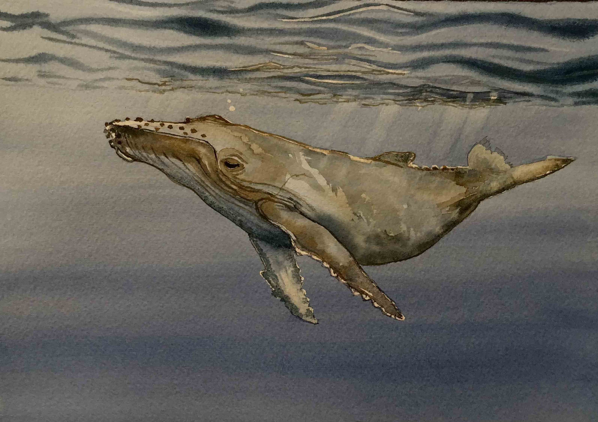 Baby Humpback | 7x9 | watercolor | SOLD