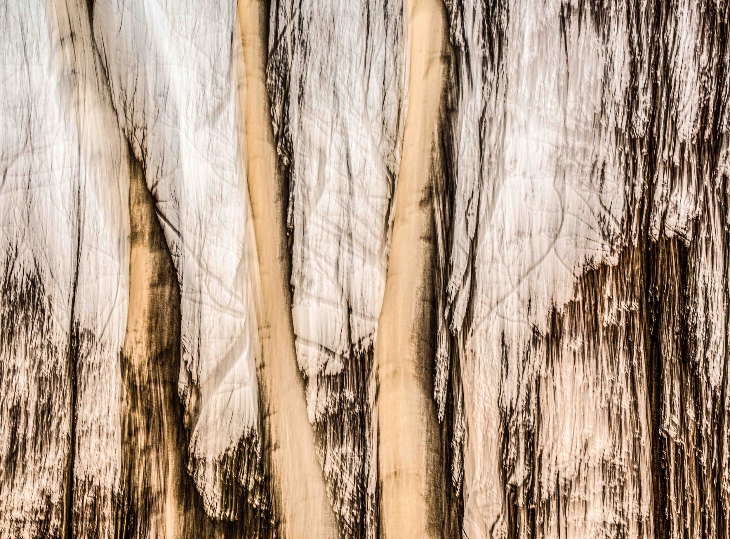 Harpswell Birches | digital photograph | 90