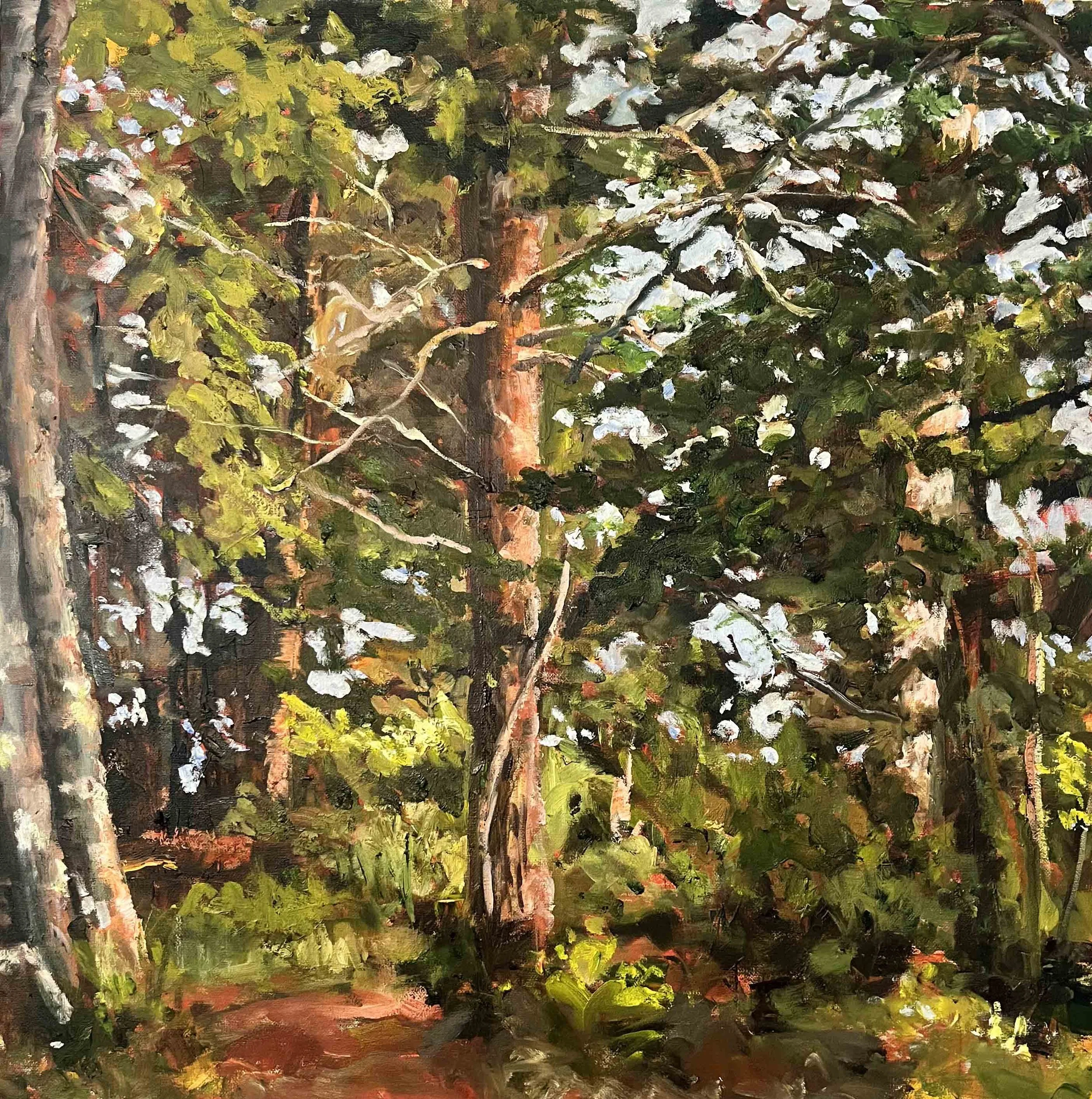 Light Through the Trees | 24x24 | oil on canvas | 1,000